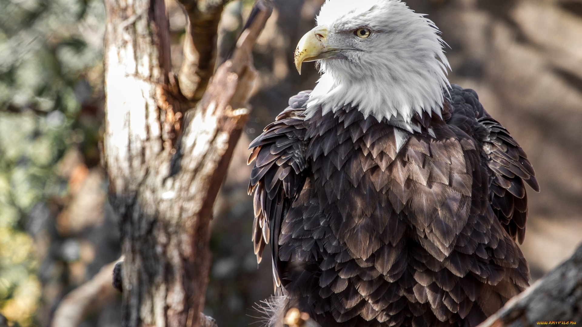 животные, птицы, -, хищники, белоголовый, орлан