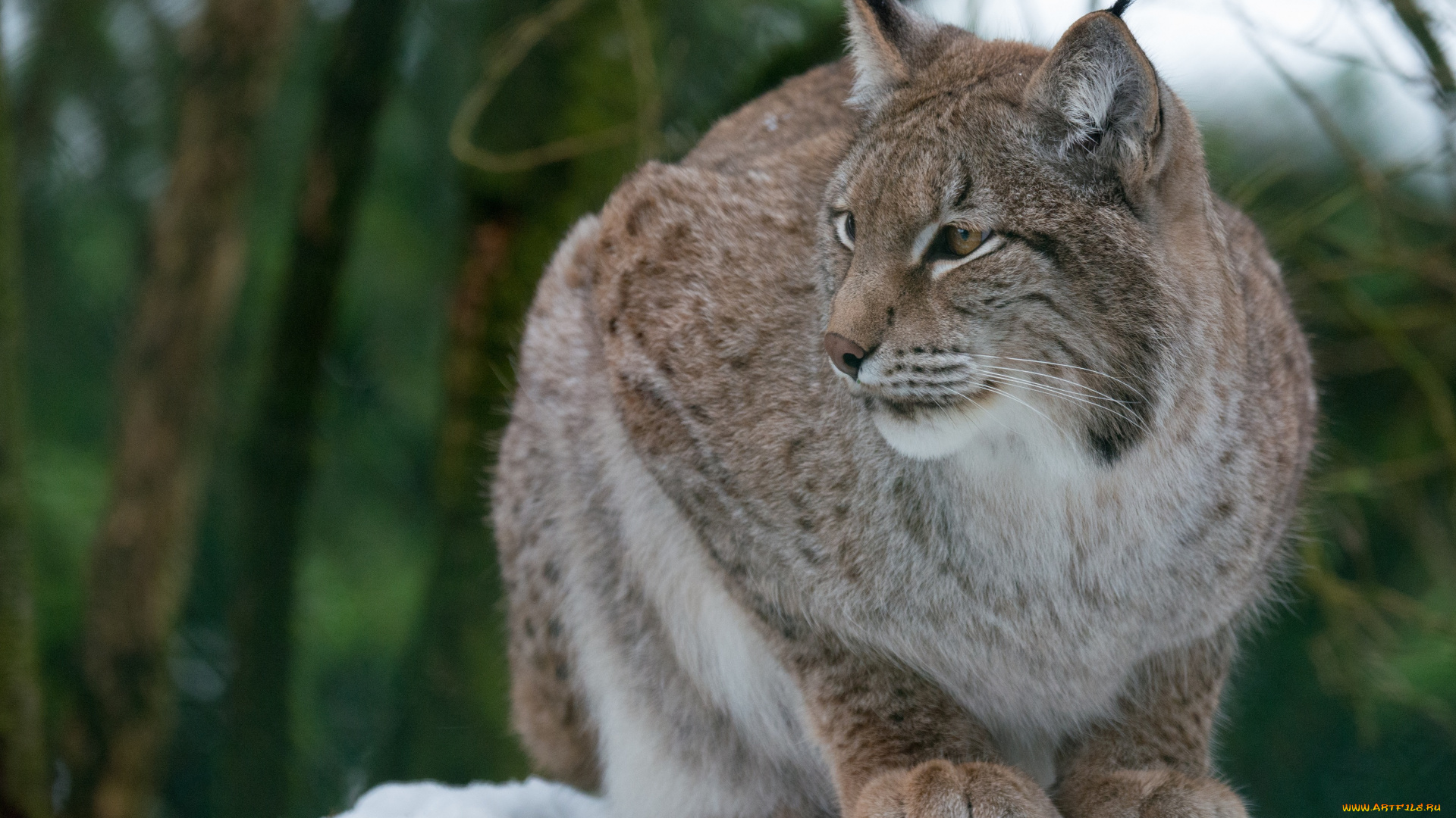 животные, рыси, рысь
