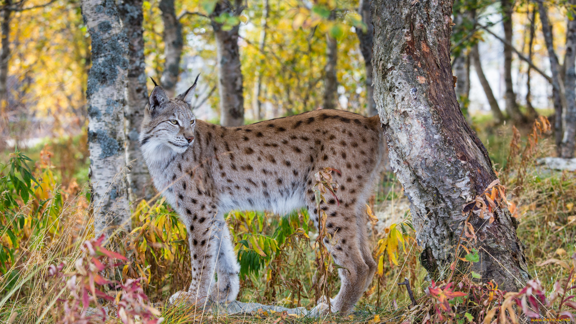 животные, рыси, рысь, осень, хищник, лес