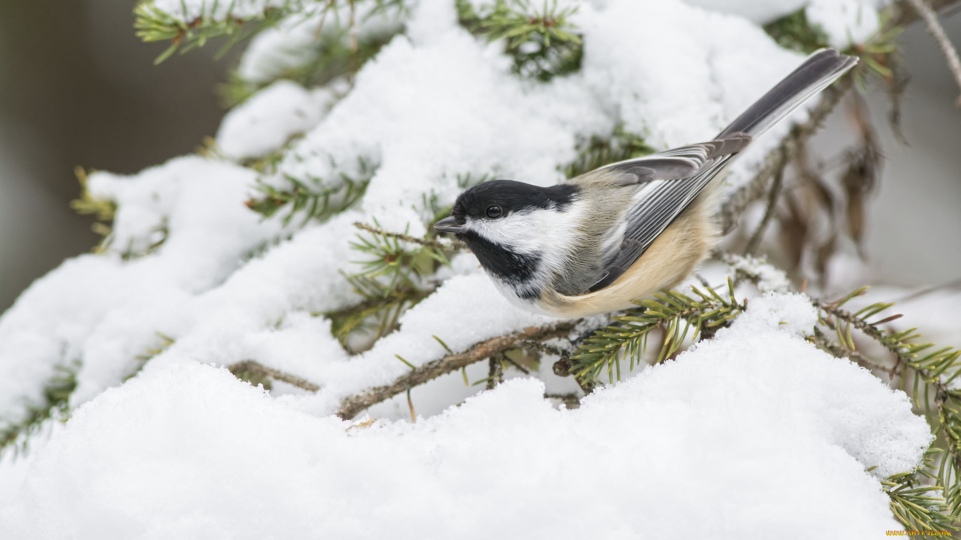 животные, синицы, , лазоревки, снег, синичка