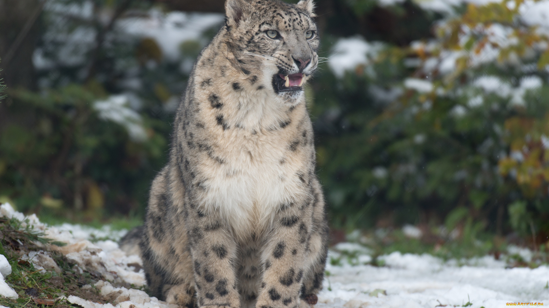 животные, снежный, барс, , ирбис, барс, клыки, оскал, злость