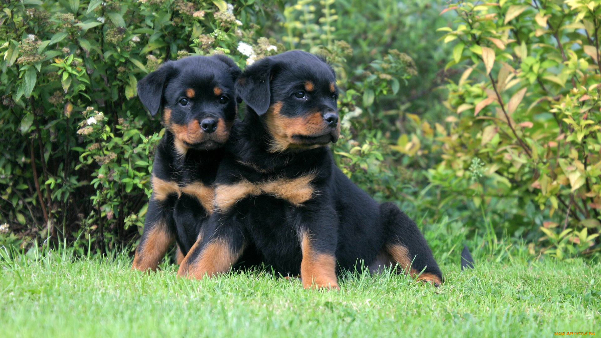 животные, собаки, щенки