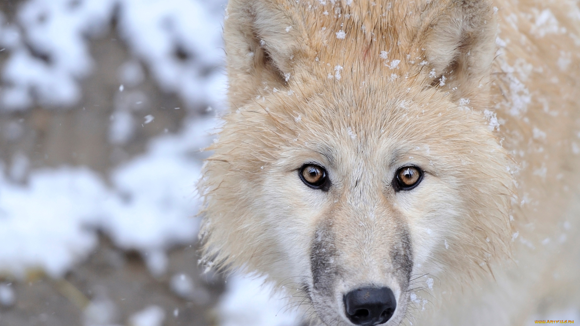 животные, волки, портрет