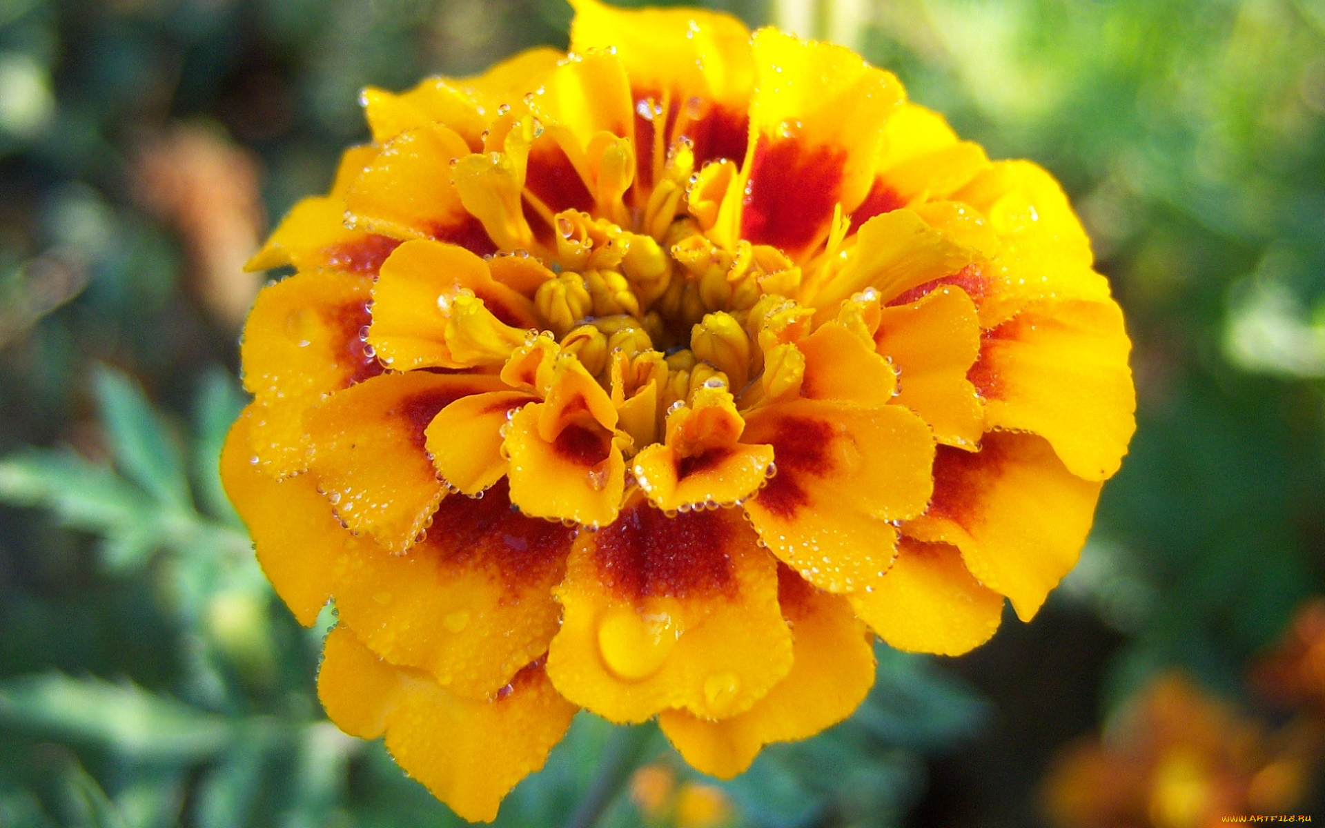 цветы, бархатцы, двухцветный