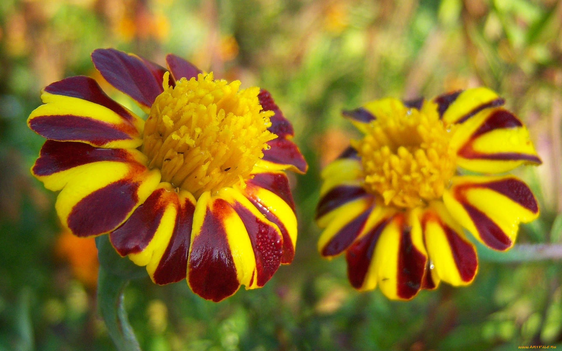 цветы, бархатцы, полоски, капельки