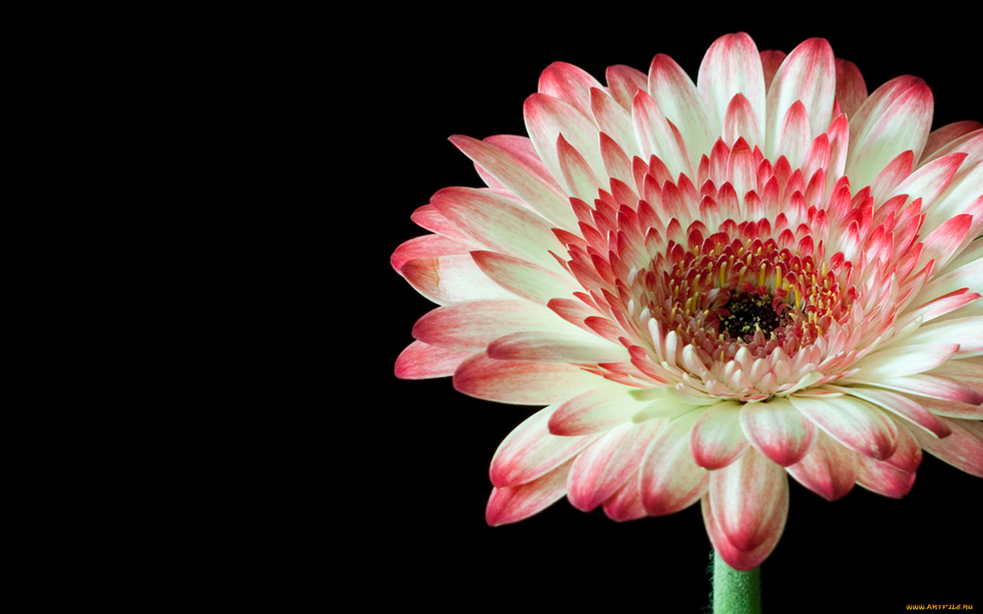 цветы, герберы, лепестки