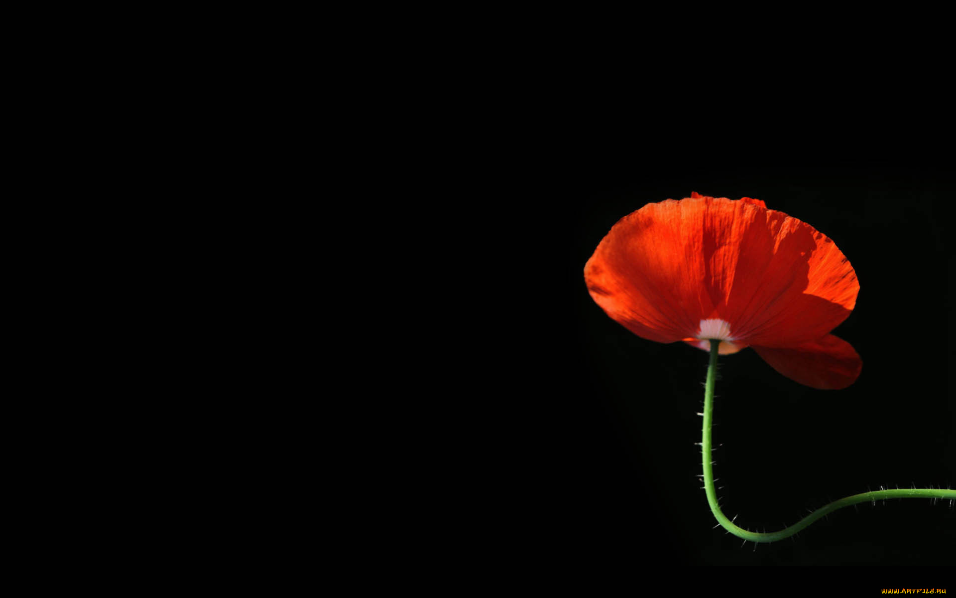 цветы, маки, лепестки