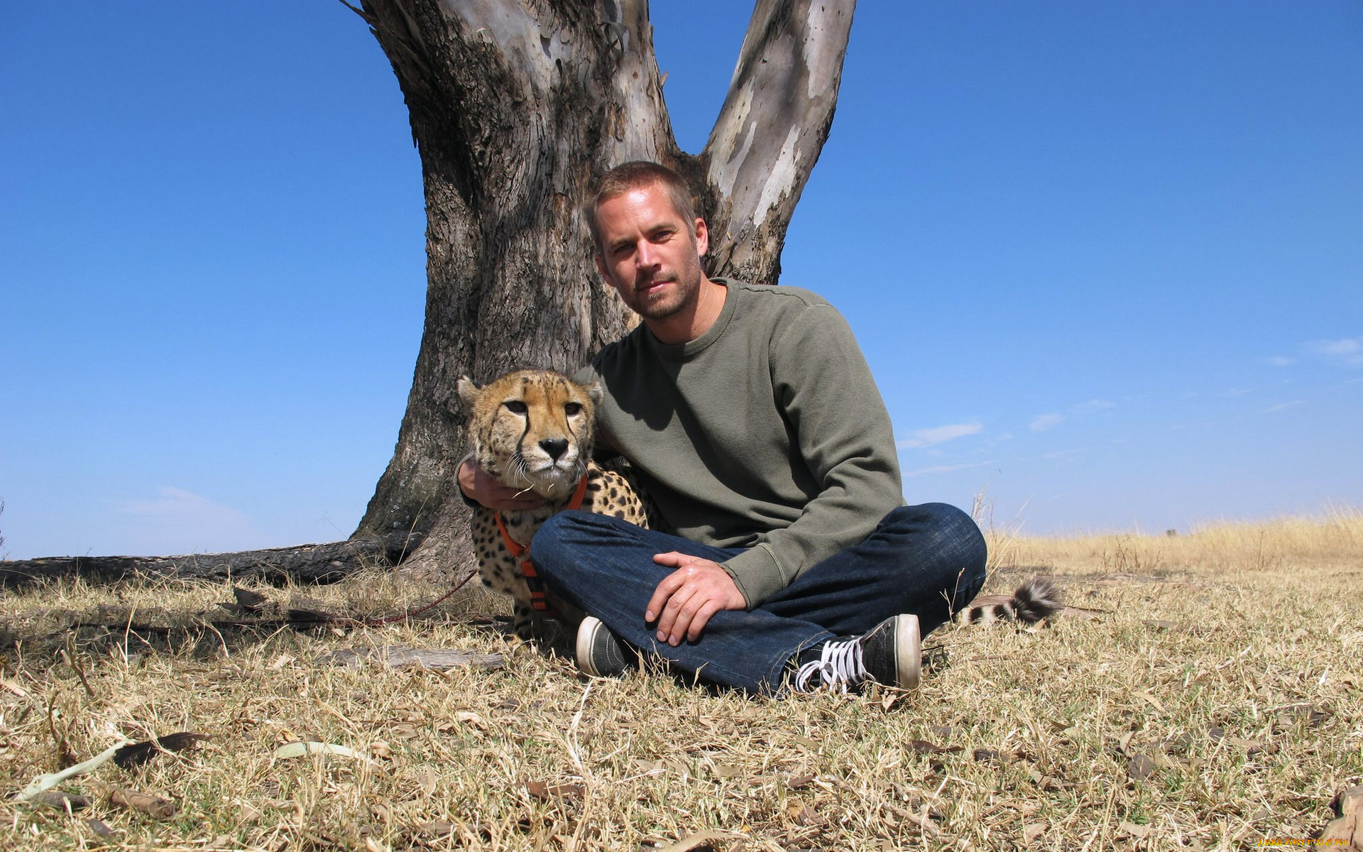 paul, walker, мужчины, дерево