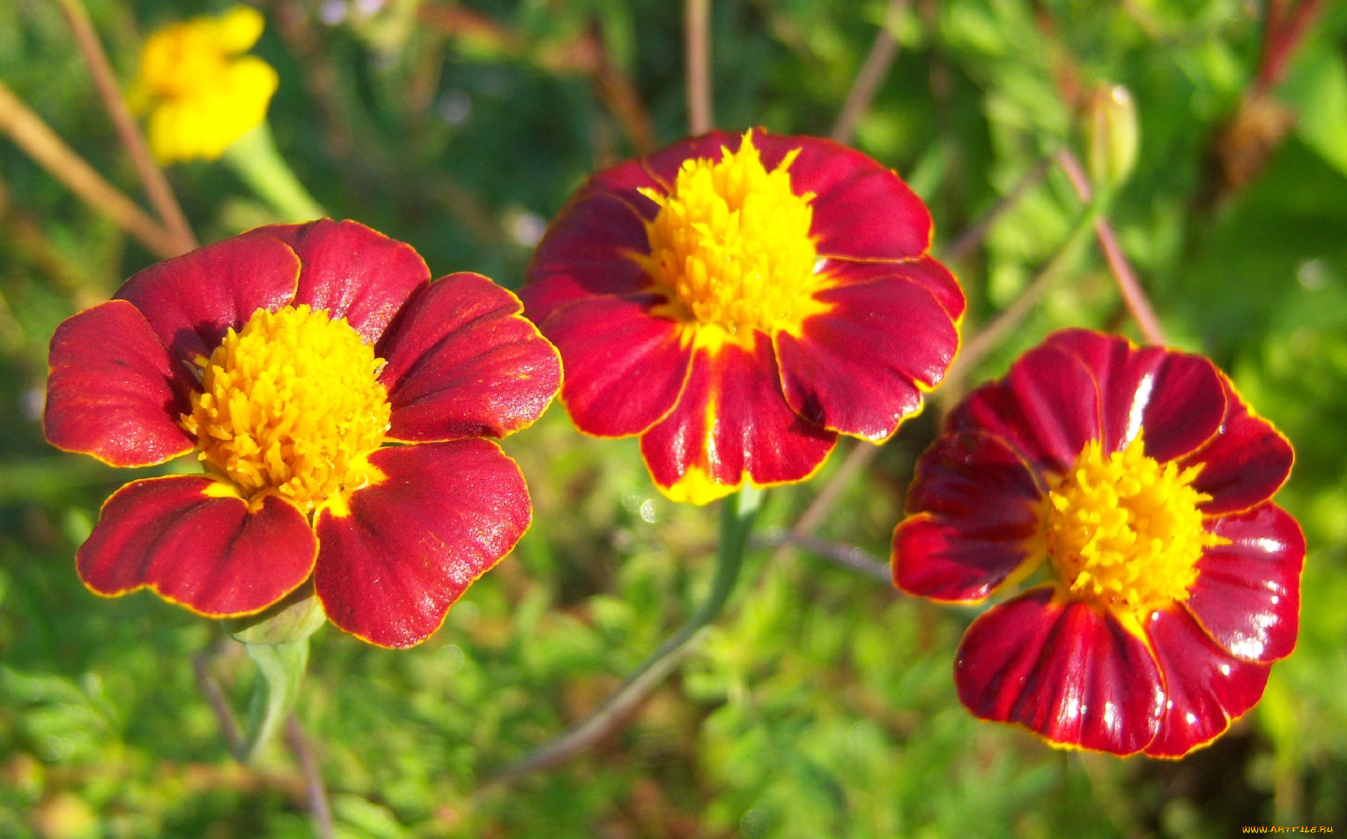 цветы, бархатцы, трио