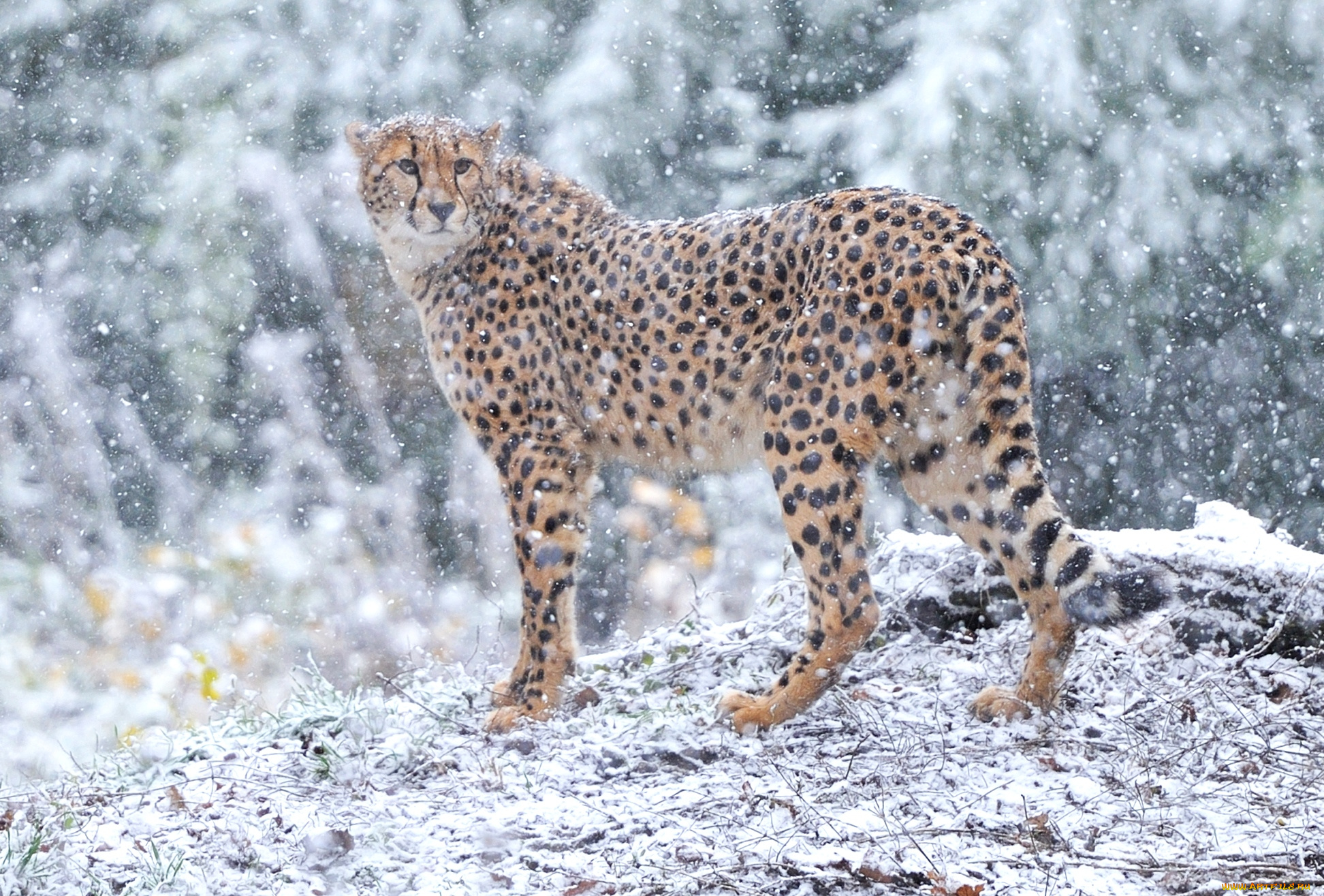 животные, гепарды, снег