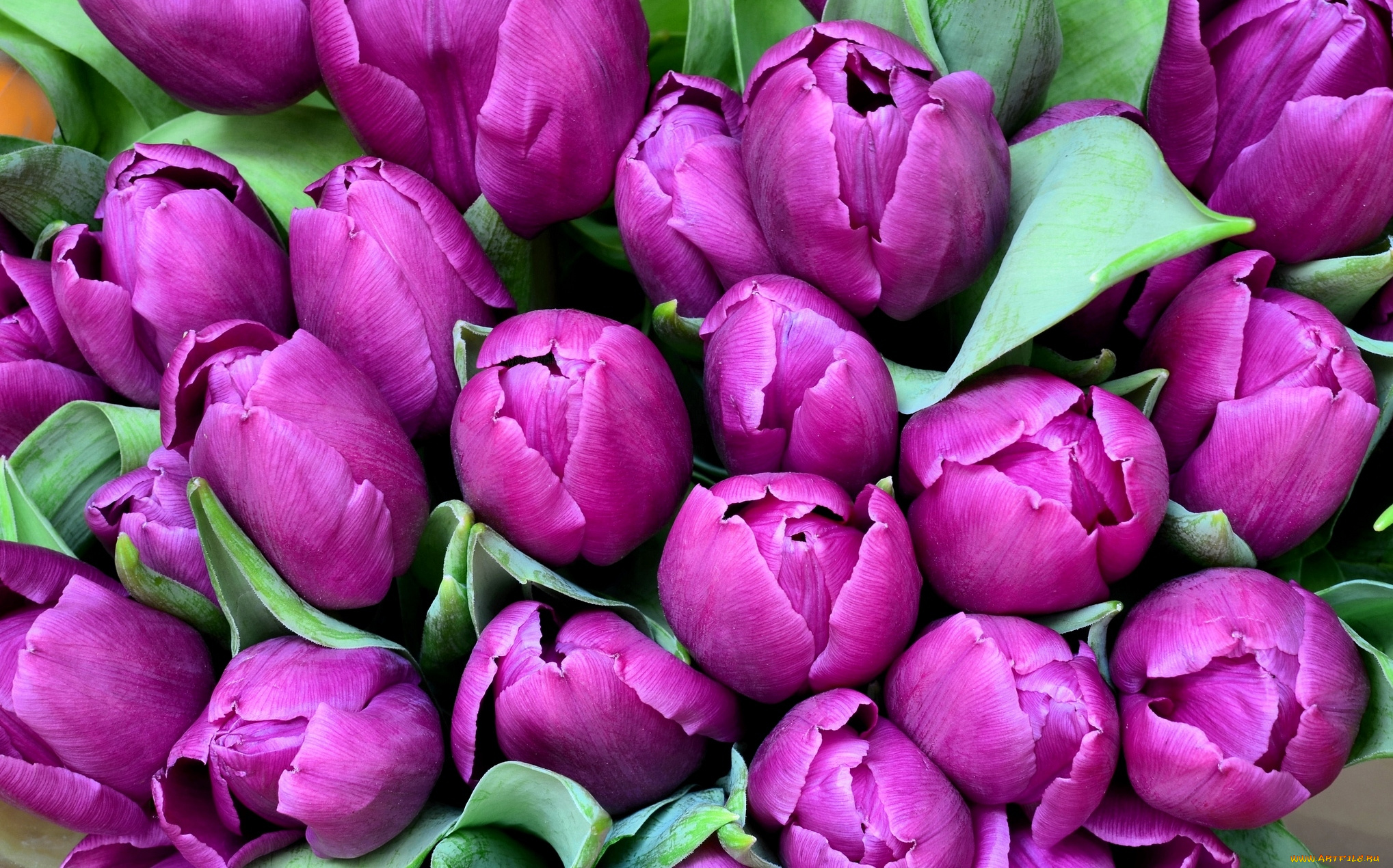 цветы, тюльпаны, лиловый