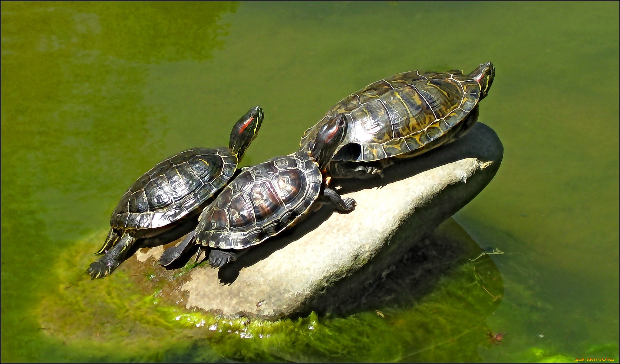 разное, компьютерный, дизайн, черепахи, камень
