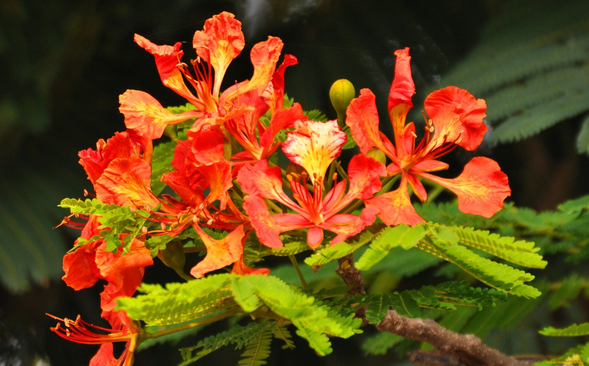 цветы, делоникс, королевский, , огненное, дерево, тропики