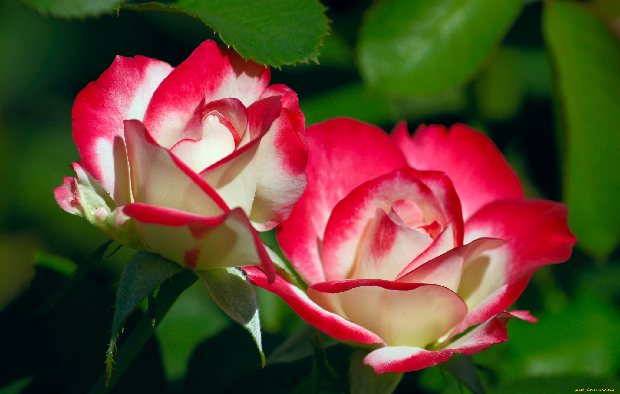 цветы, розы, пестрый