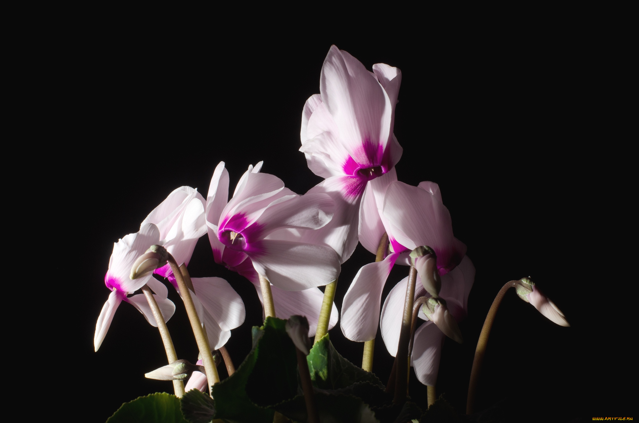 цветы, цикламены, розовый