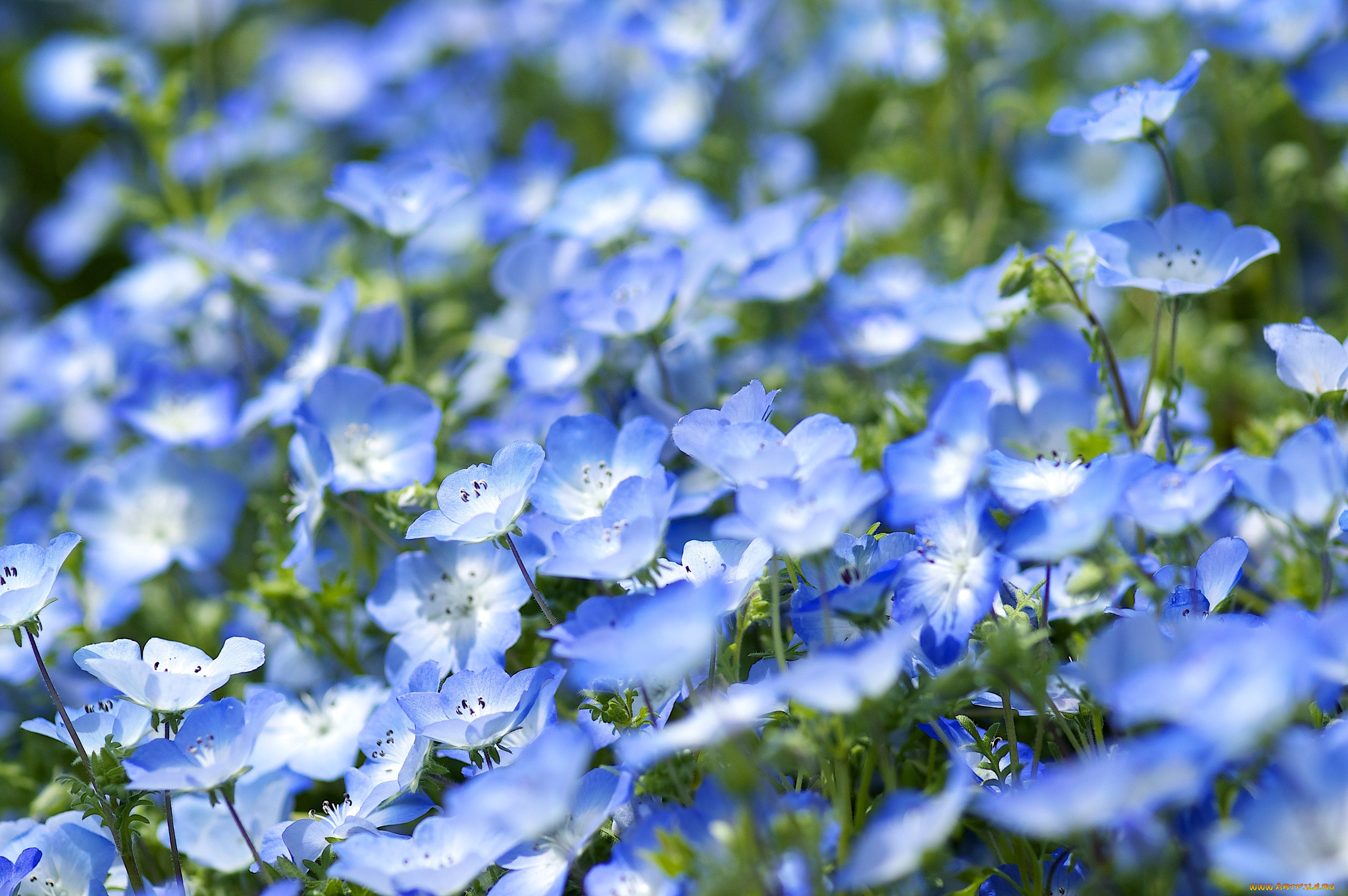 цветы, немофилы, , вероники, голубой