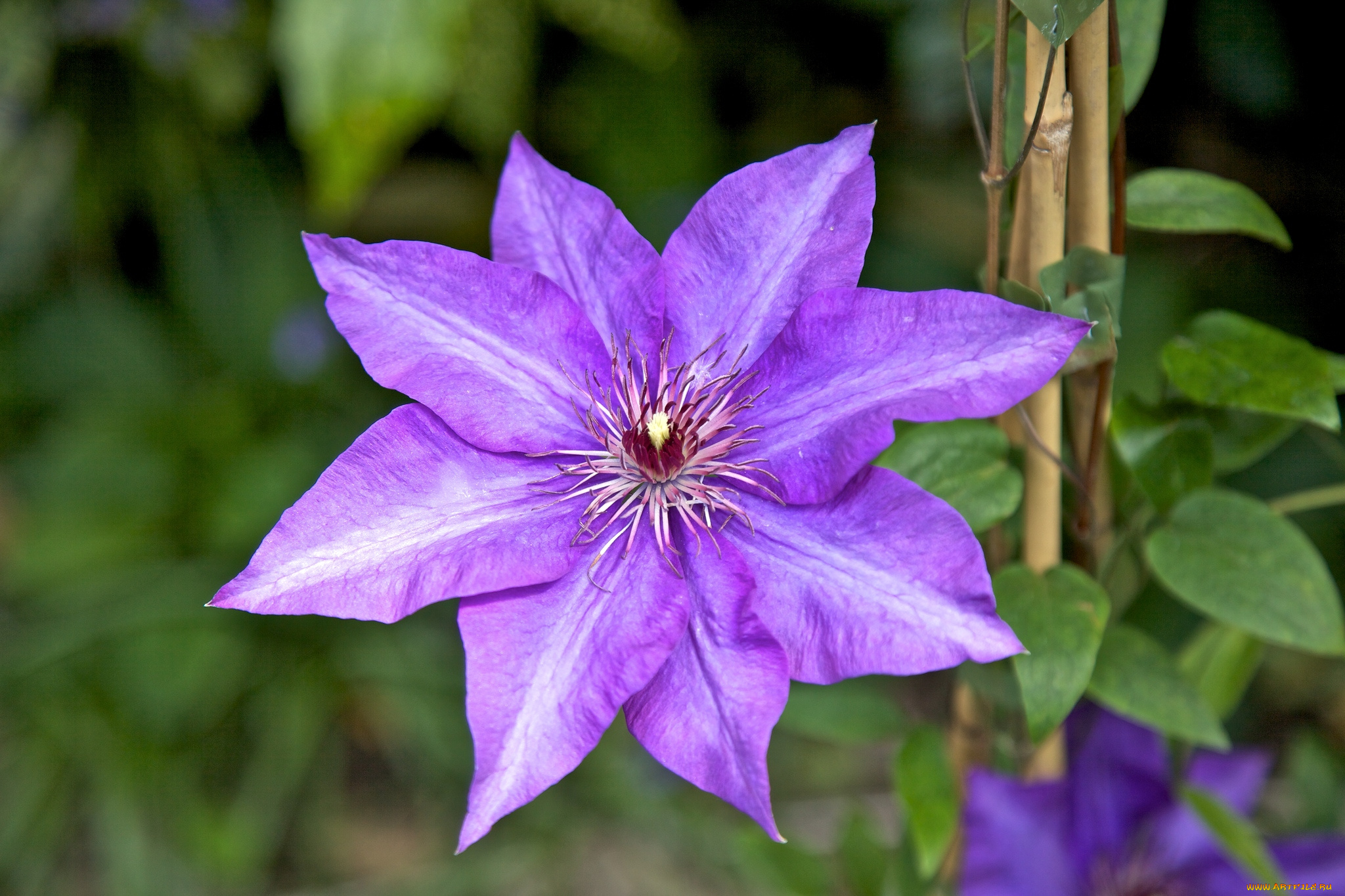 цветы, клематис, , ломонос, макро