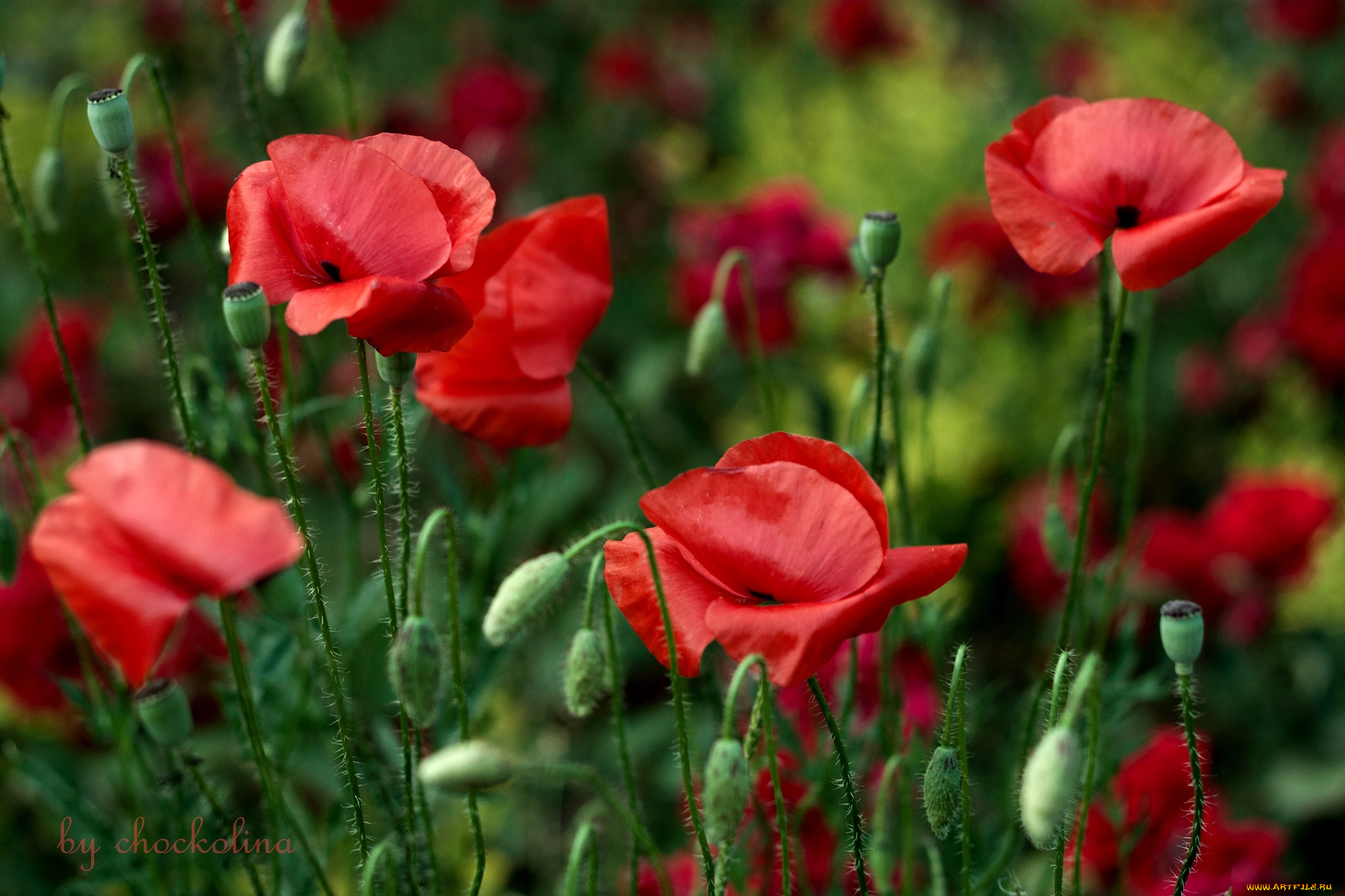 цветы, маки, красный