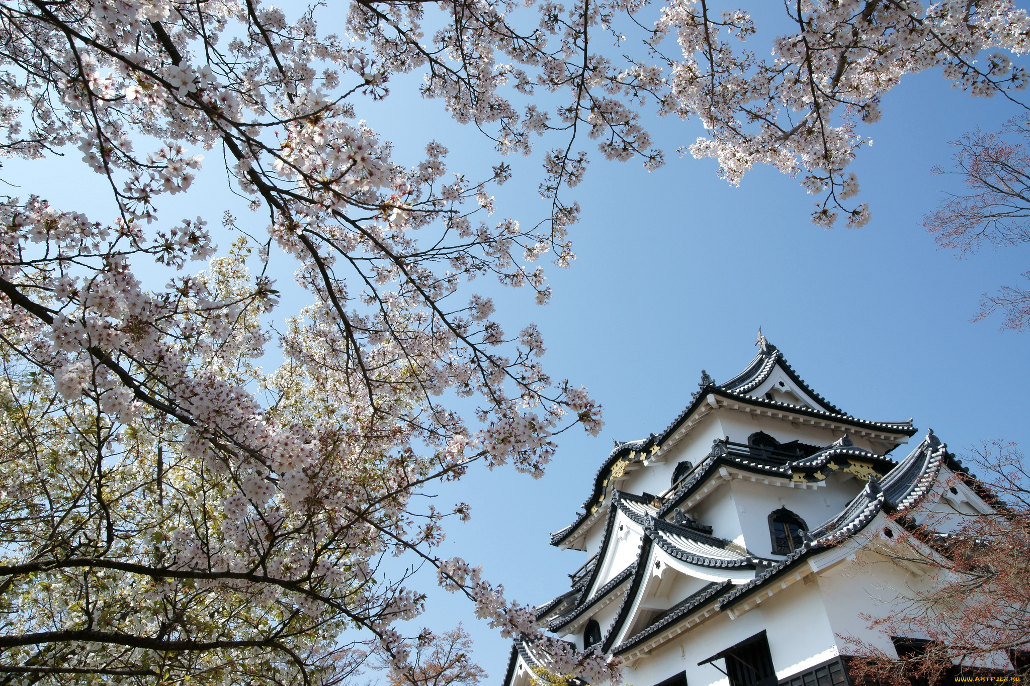 города, замки, Японии, сакура, пагода