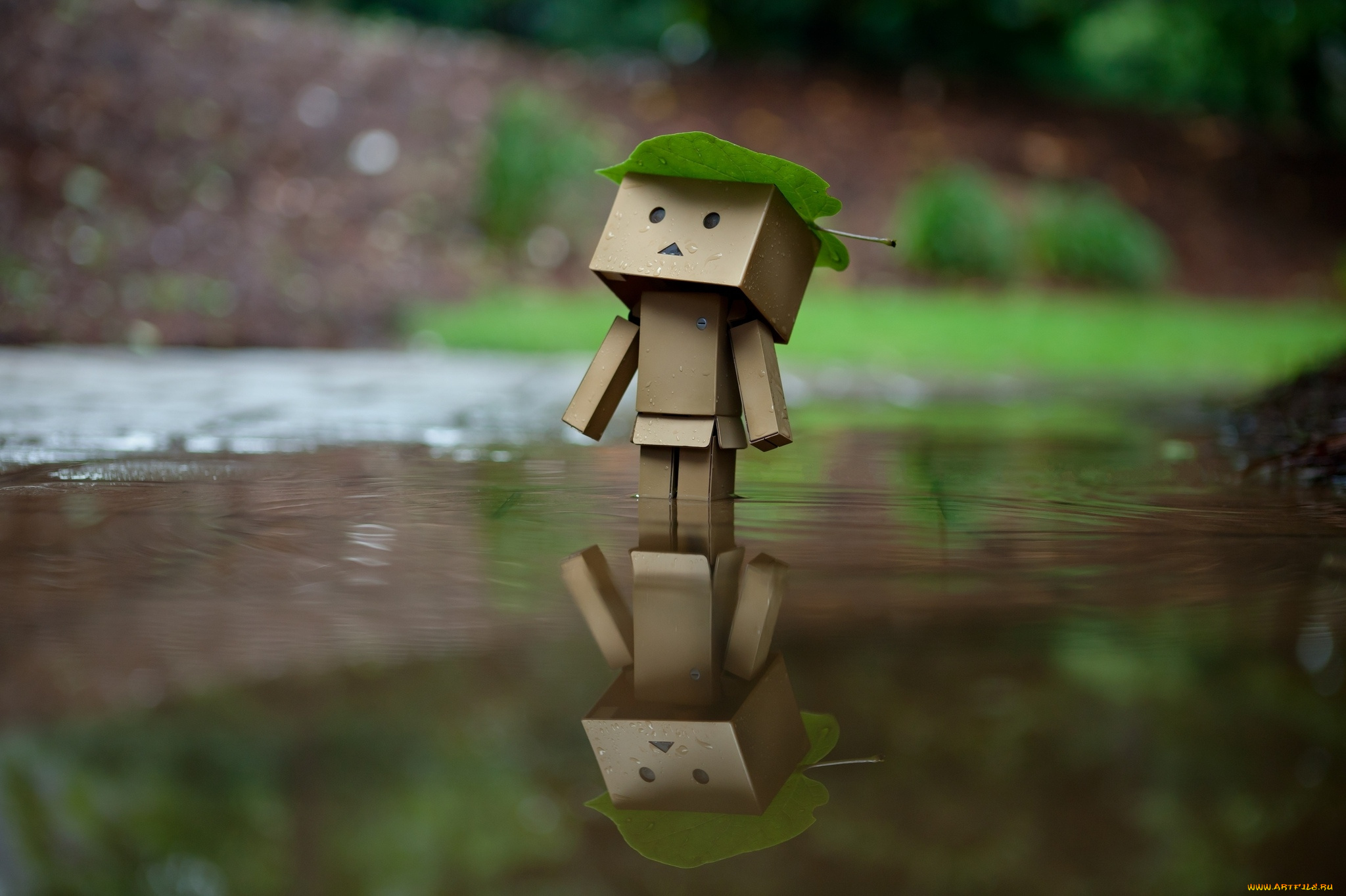 разное, данбо, , danboard, вода, коробочка