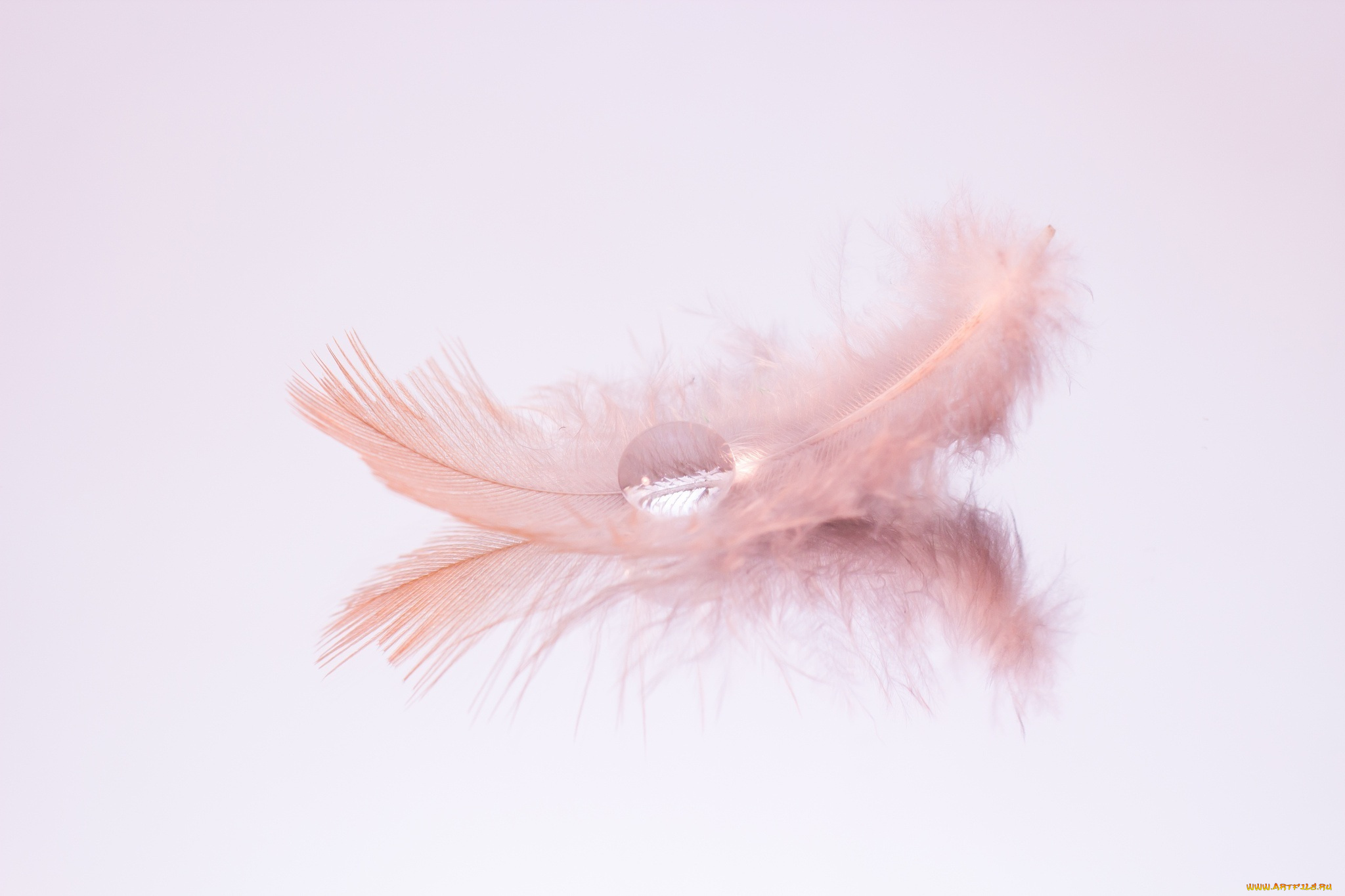 разное, капли, , брызги, , всплески, розовый, капля, перо