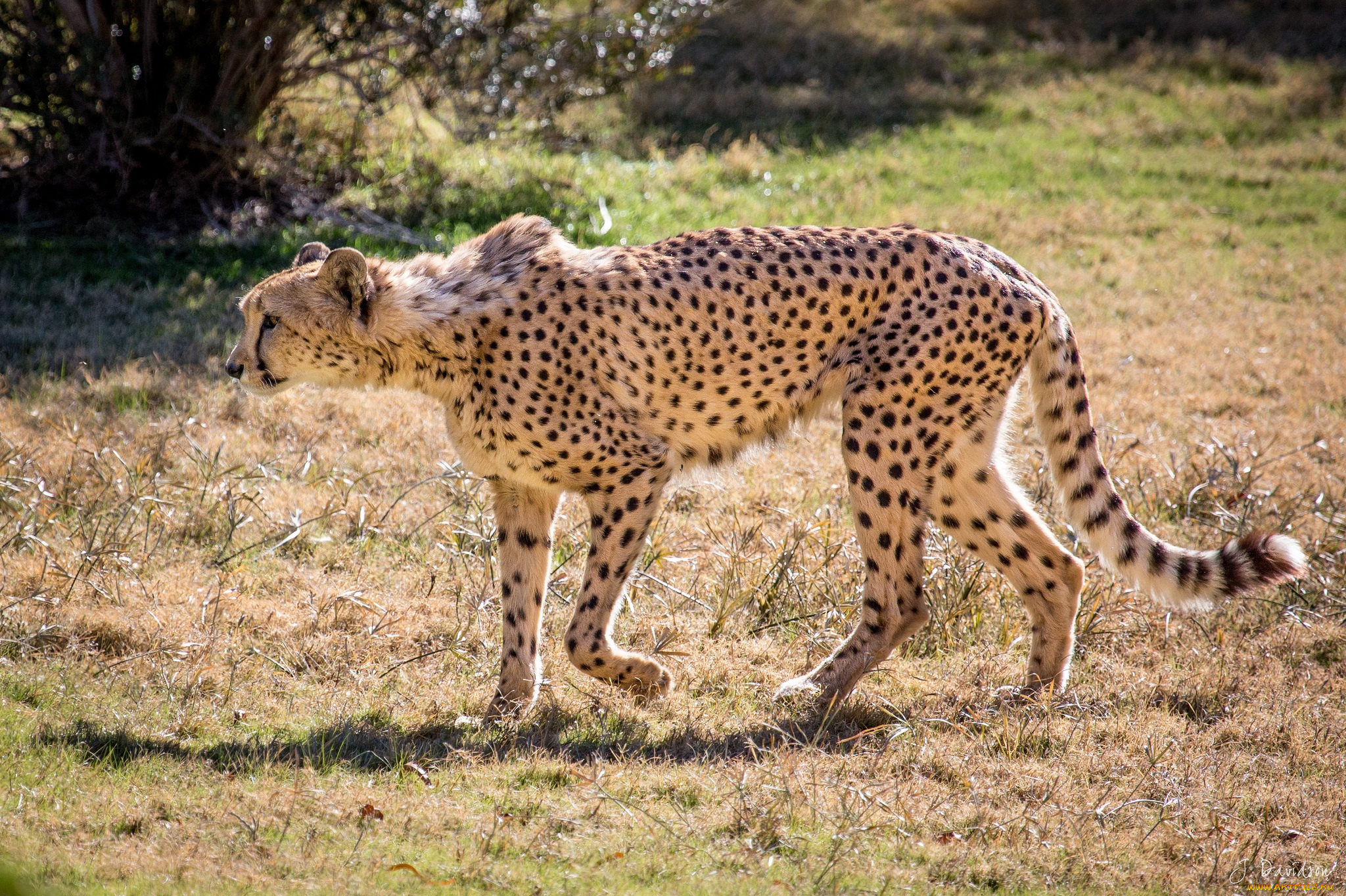 животные, гепарды, гепард