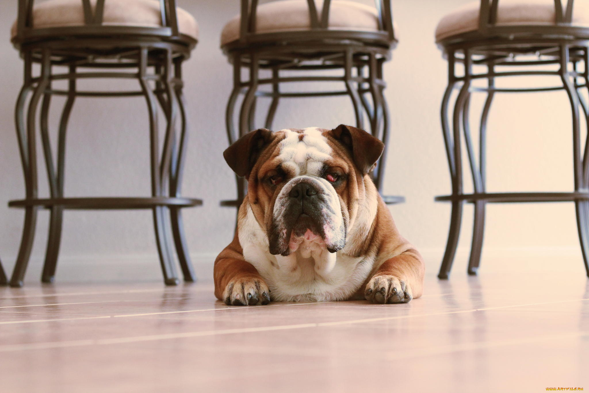 животные, собаки, морда