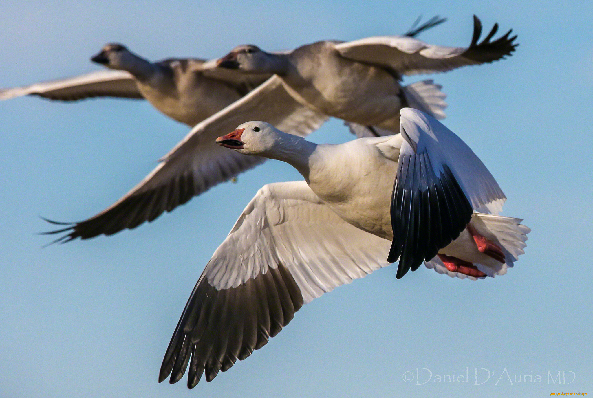 животные, гуси, полет
