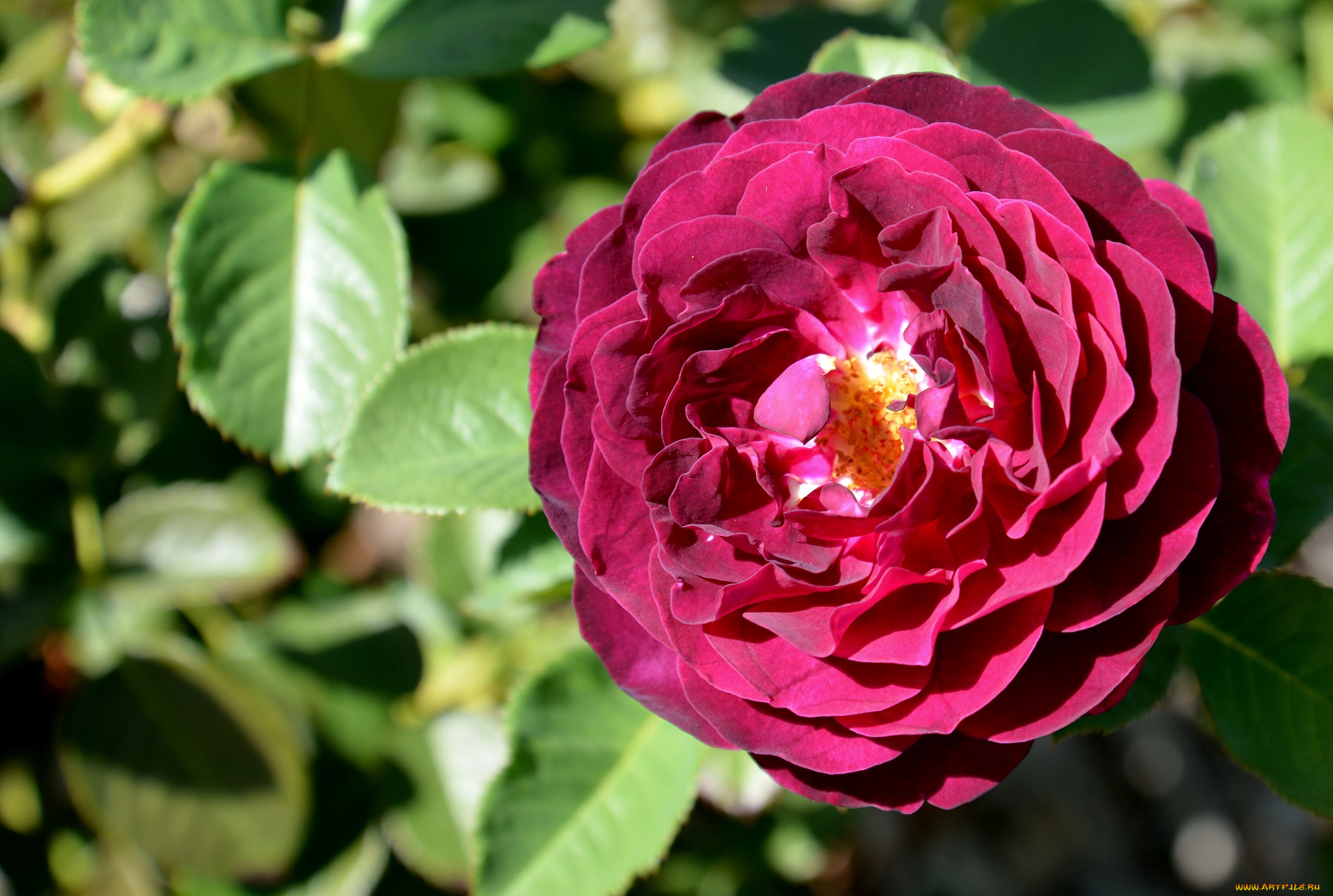 цветы, розы, круглый