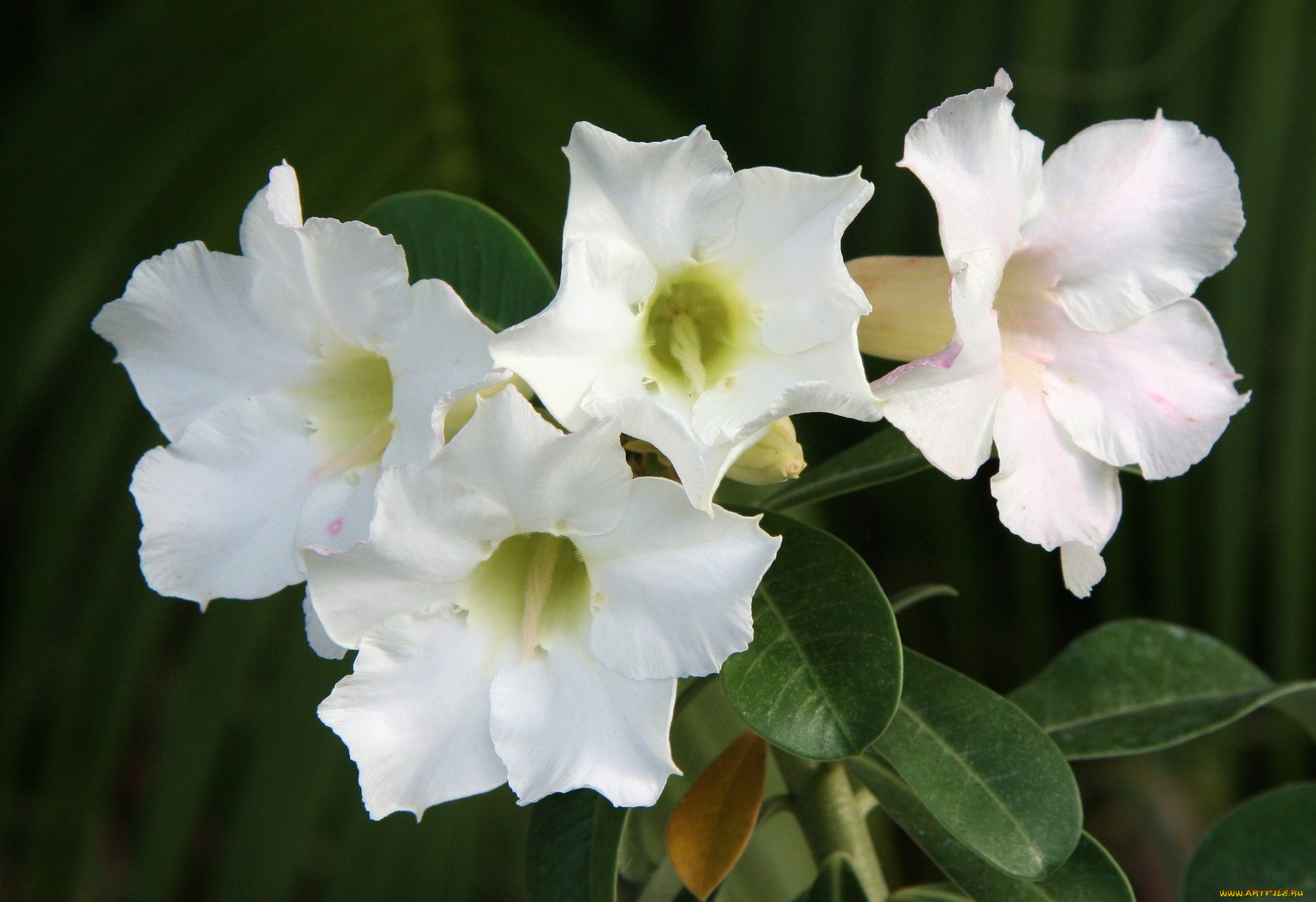 цветы, адениум, , пустынная, роза, пустынная, роза