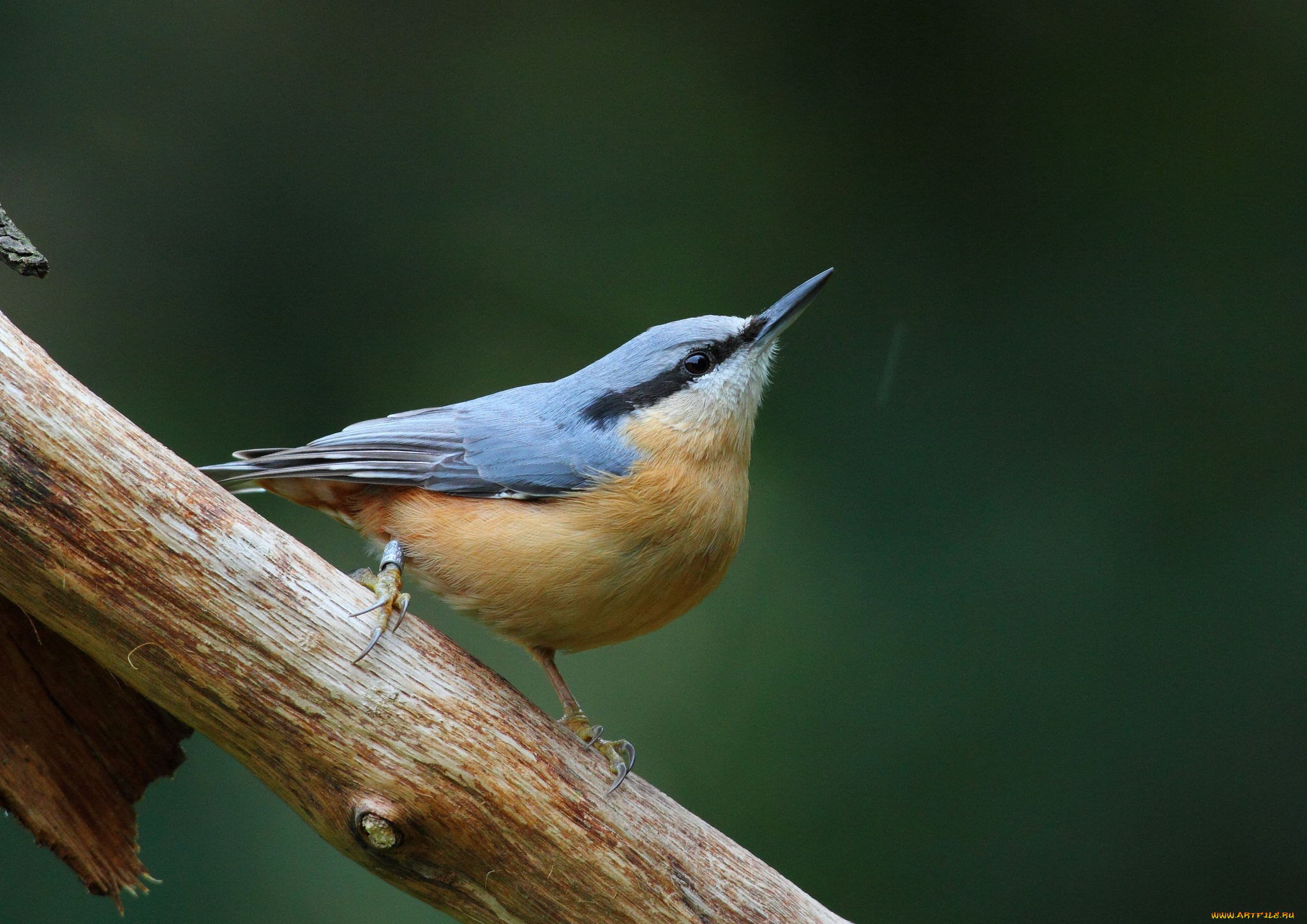 животные, поползни, птичка