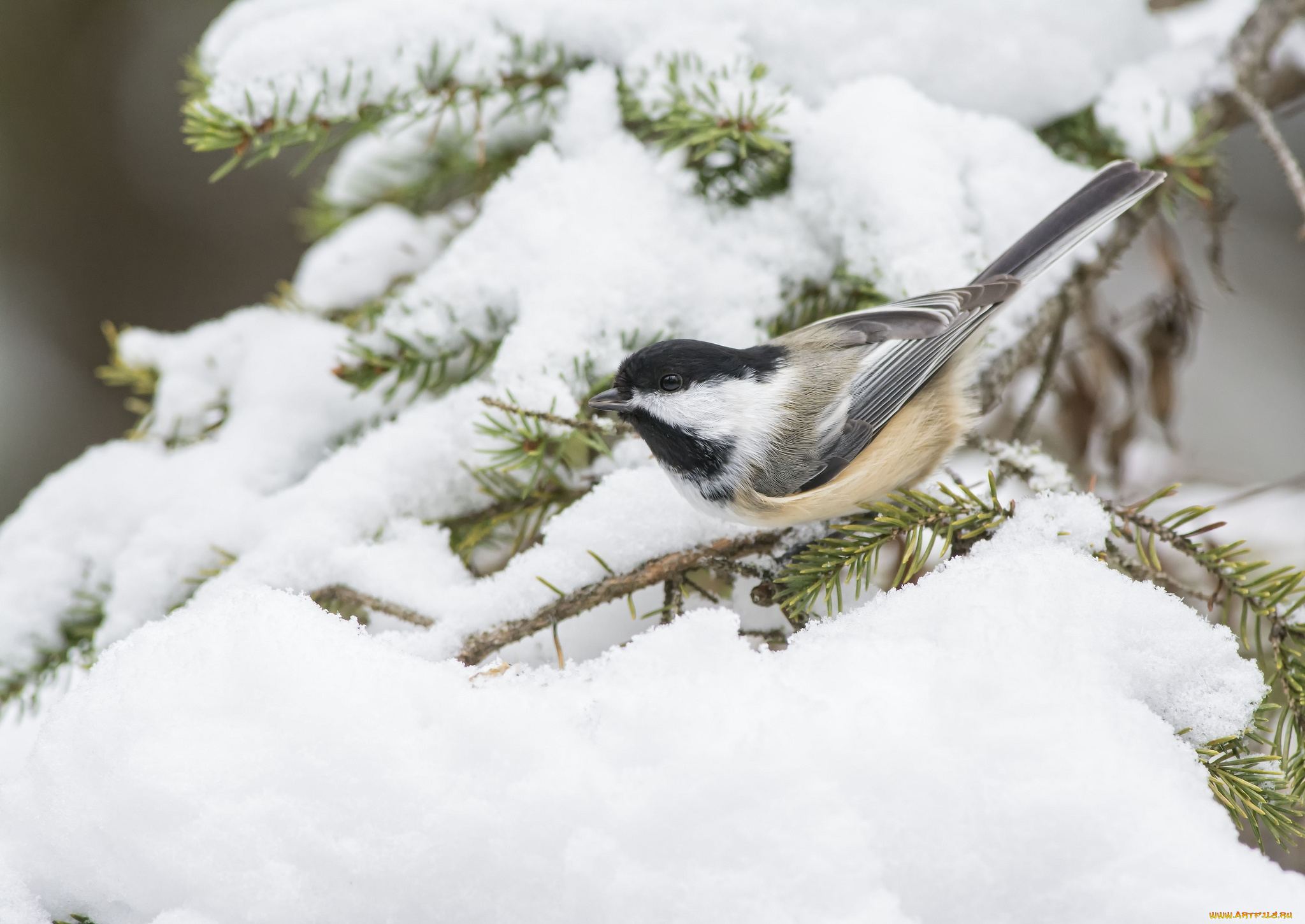 животные, синицы, , лазоревки, снег, синичка