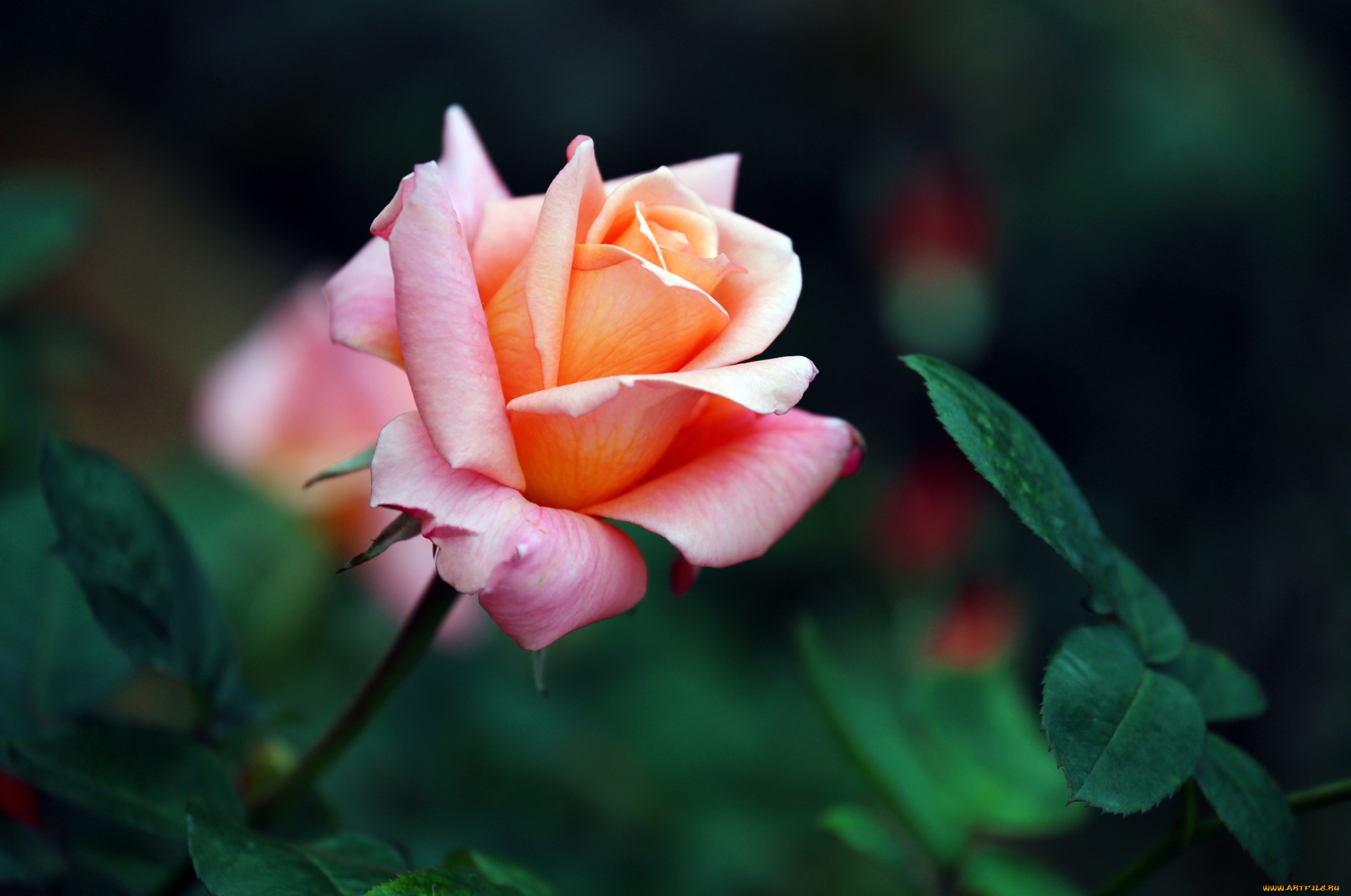 цветы, розы, бутон