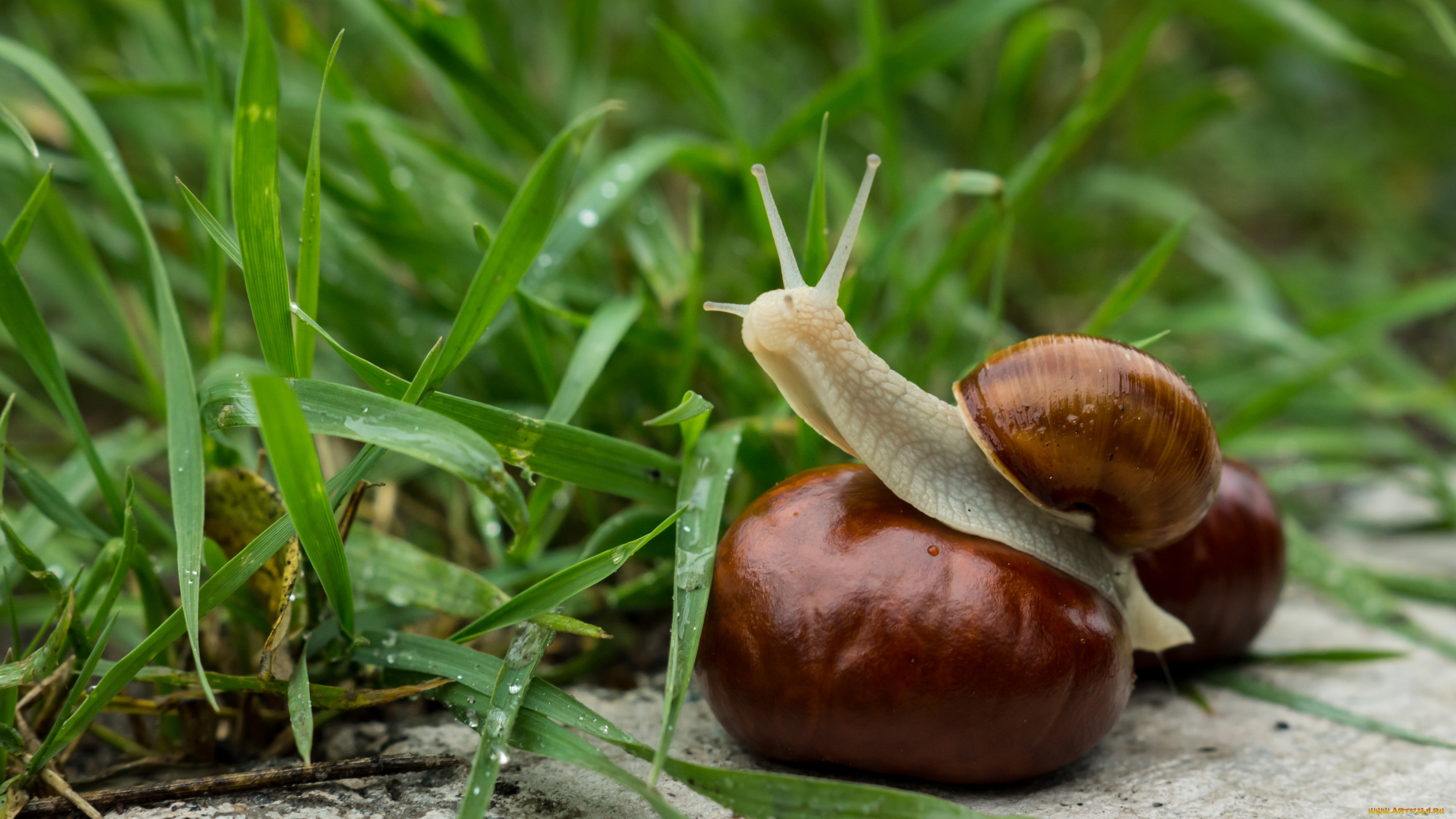 животные, улитки, каштан, рожки