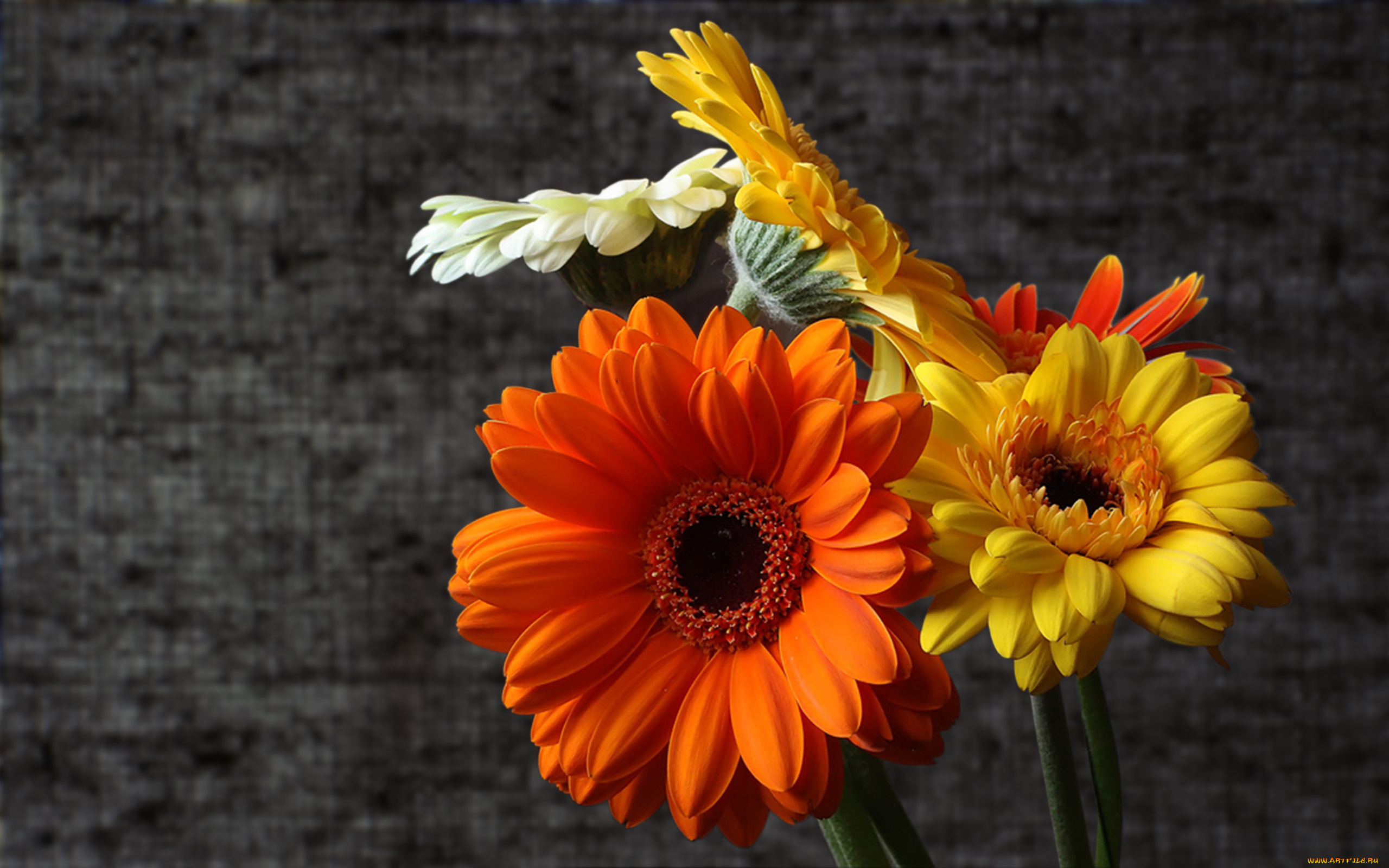 цветы, герберы, лепестки