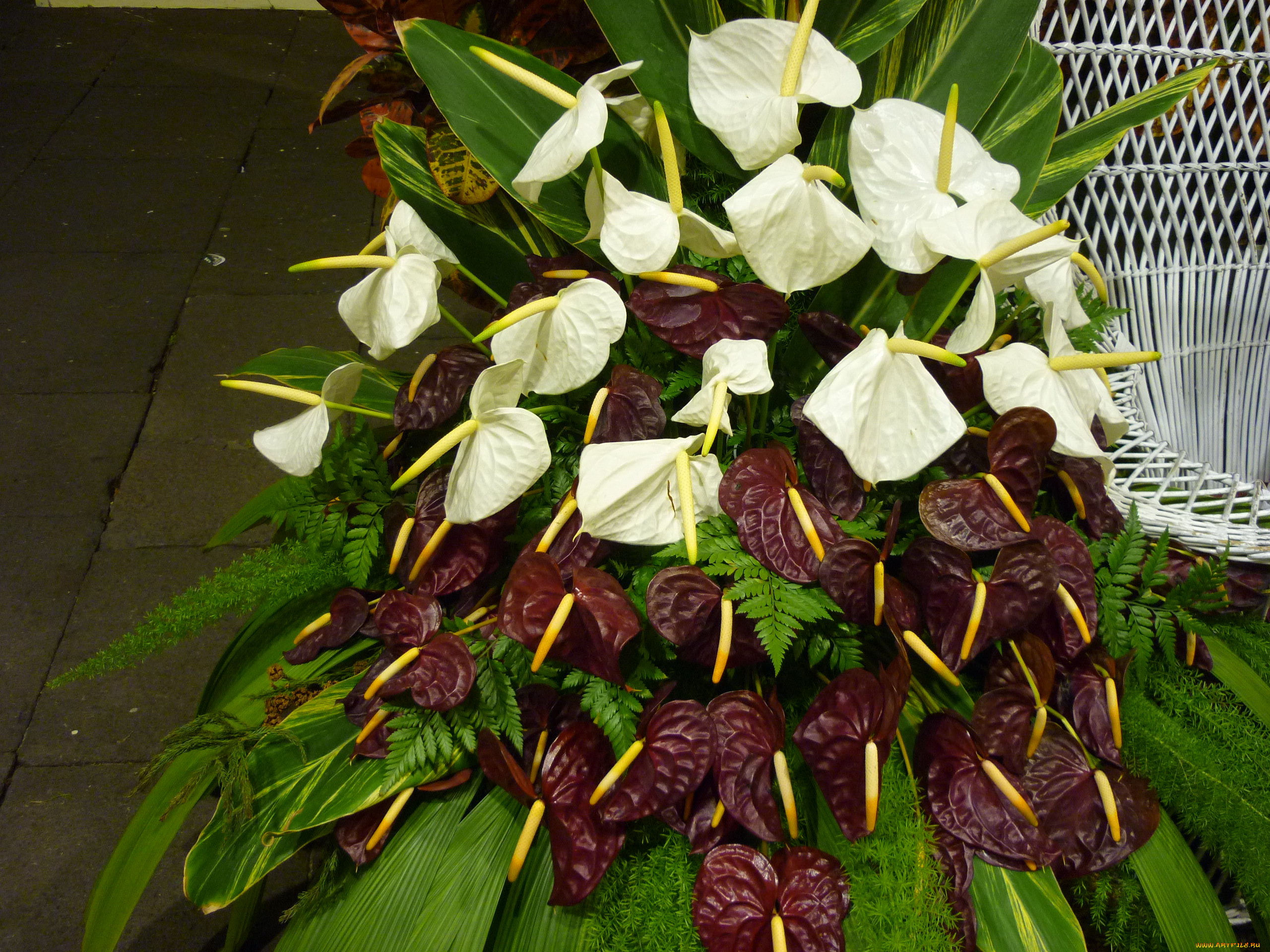 цветы, антуриум, , цветок, фламинго, композиция