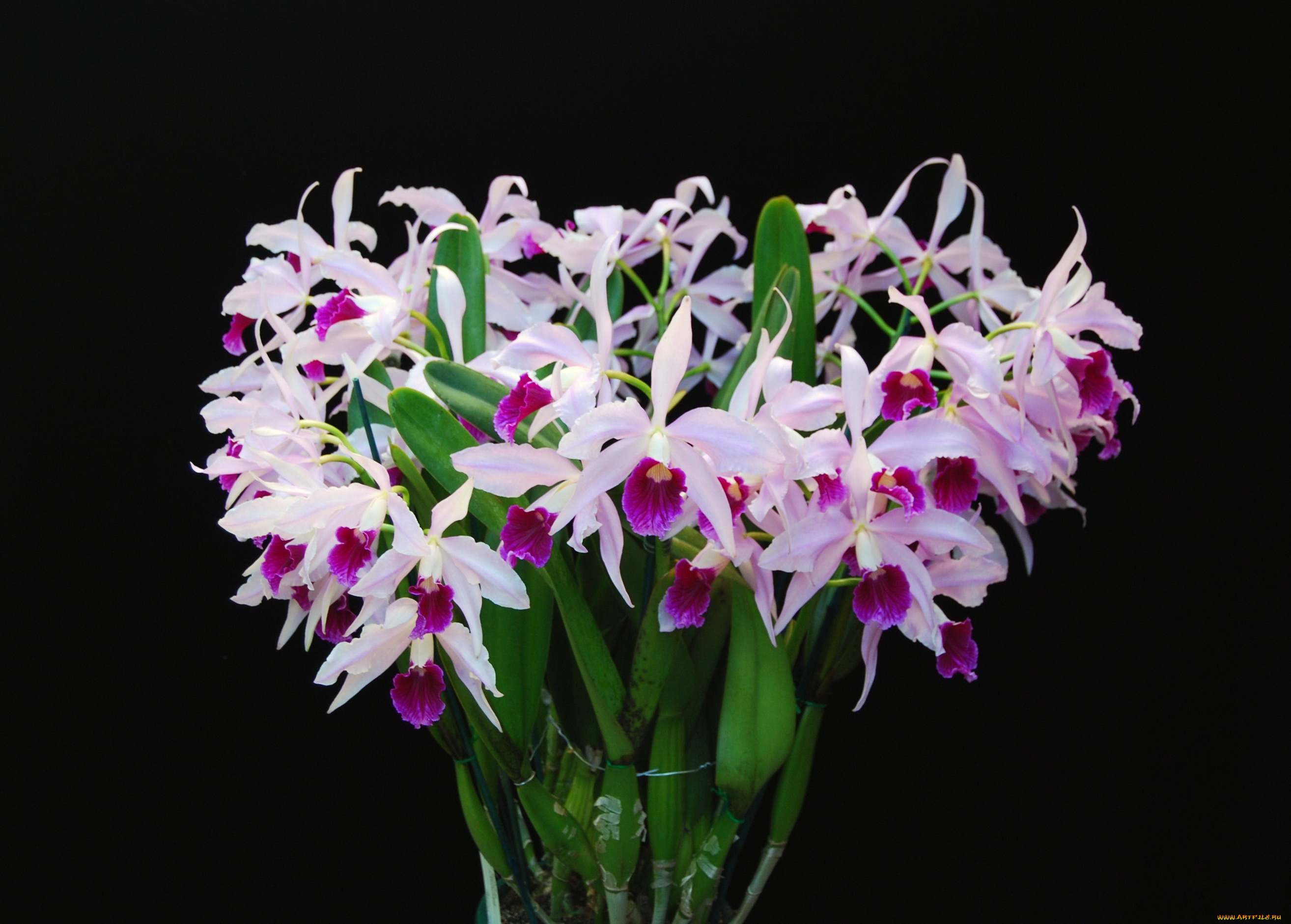 цветы, орхидеи