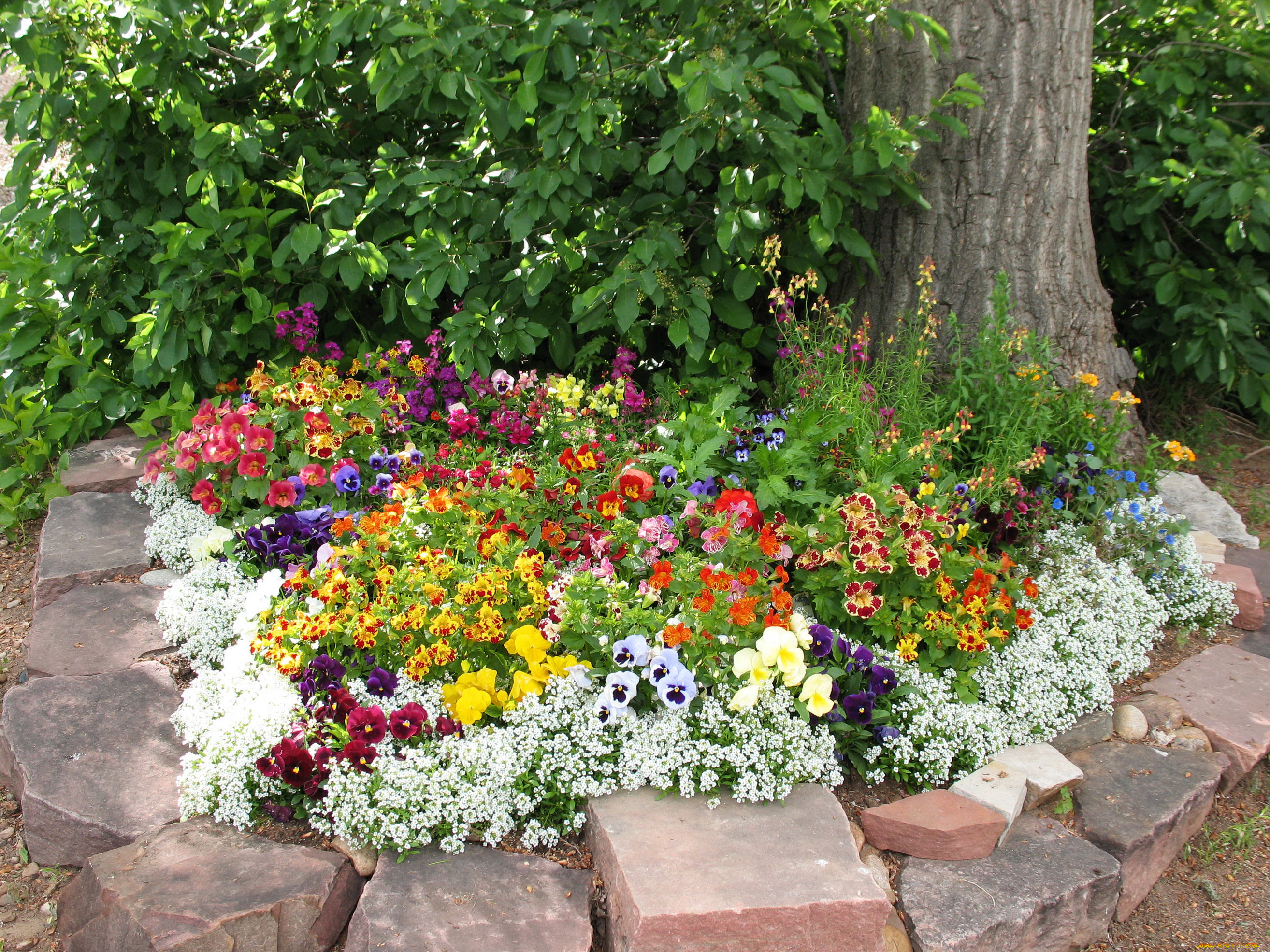 цветы, разные, вместе, клумба, петуньи, анютины, глазки, бархатцы