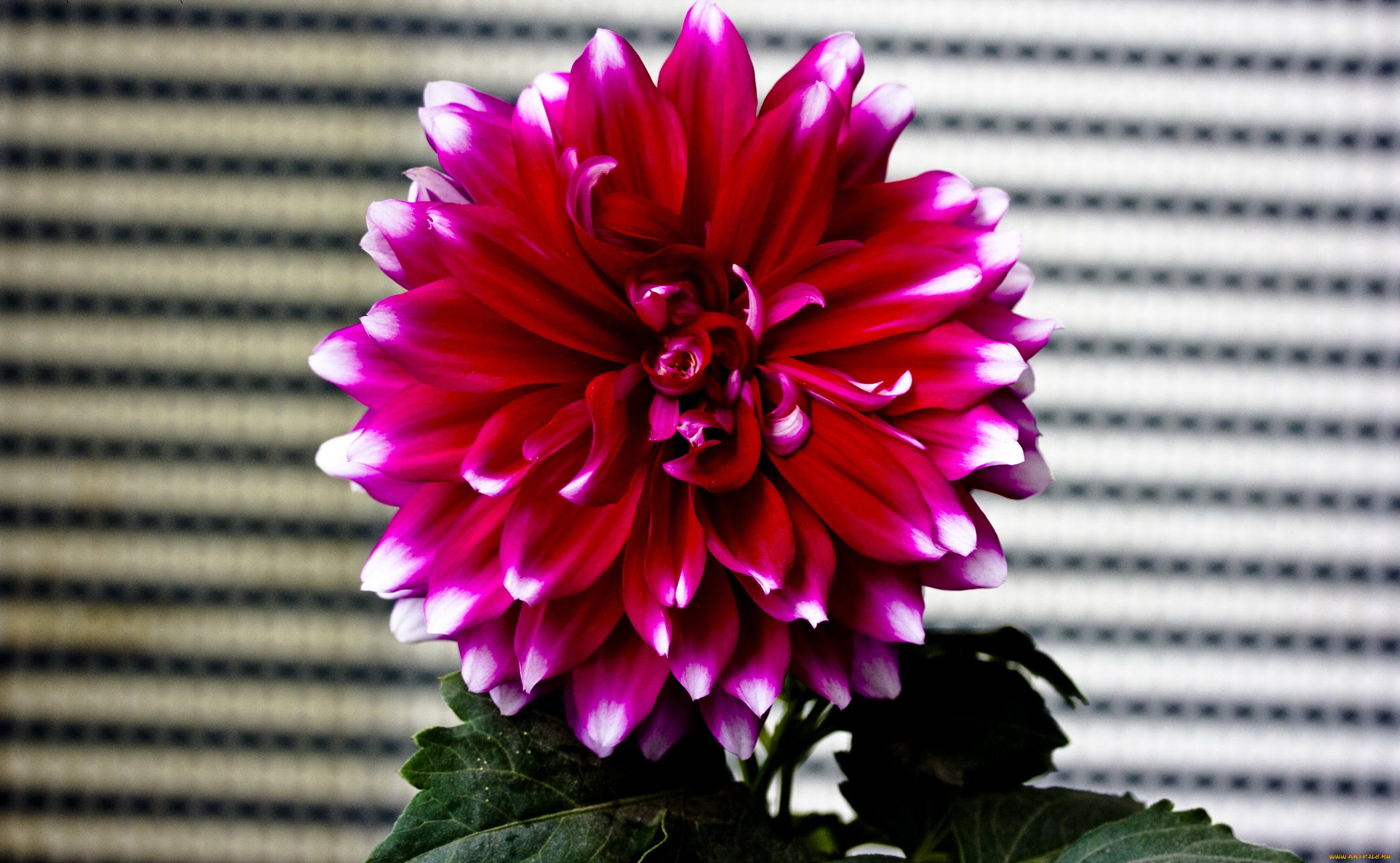 цветы, георгины, георгина