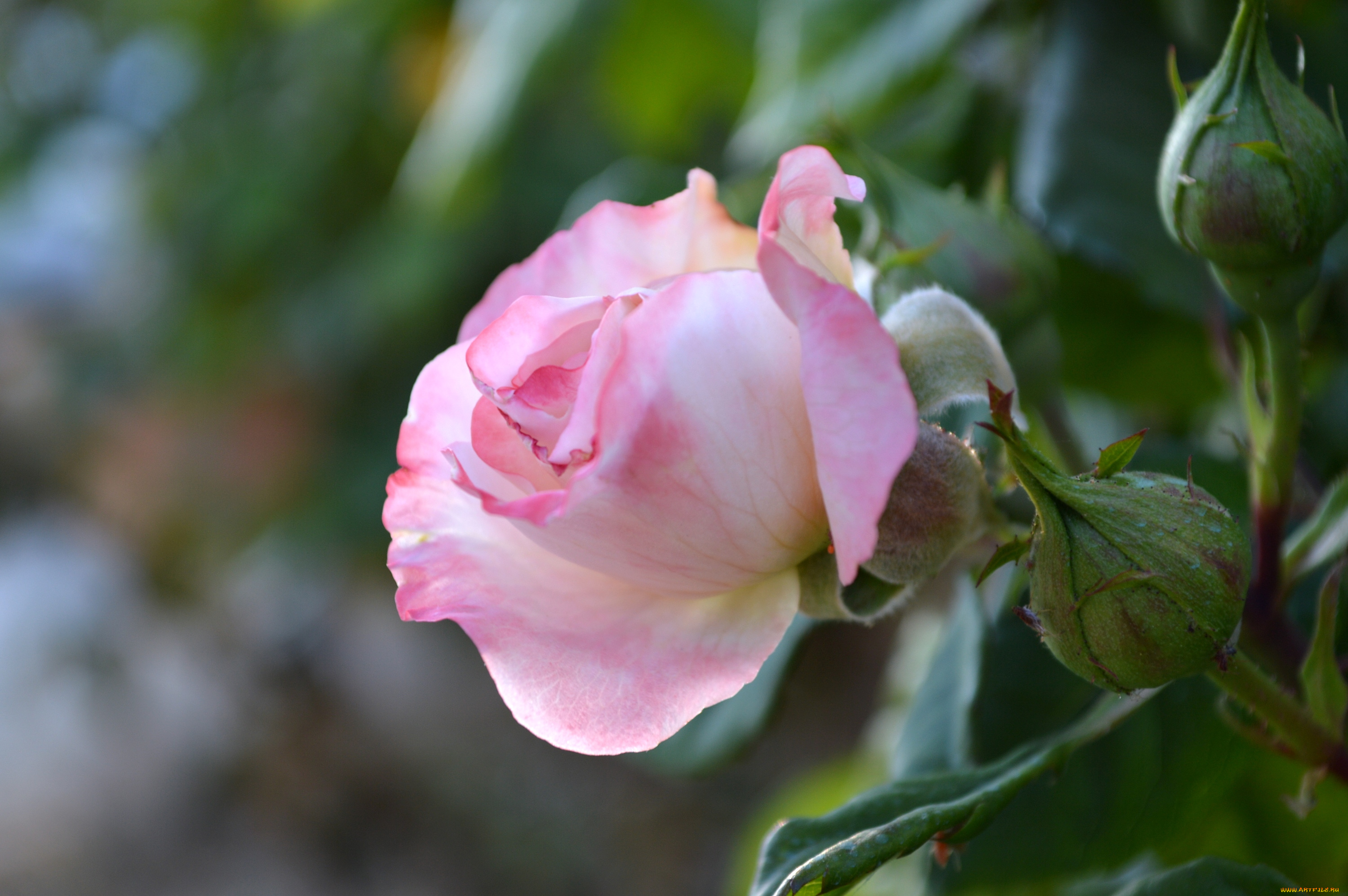 цветы, розы, нежность