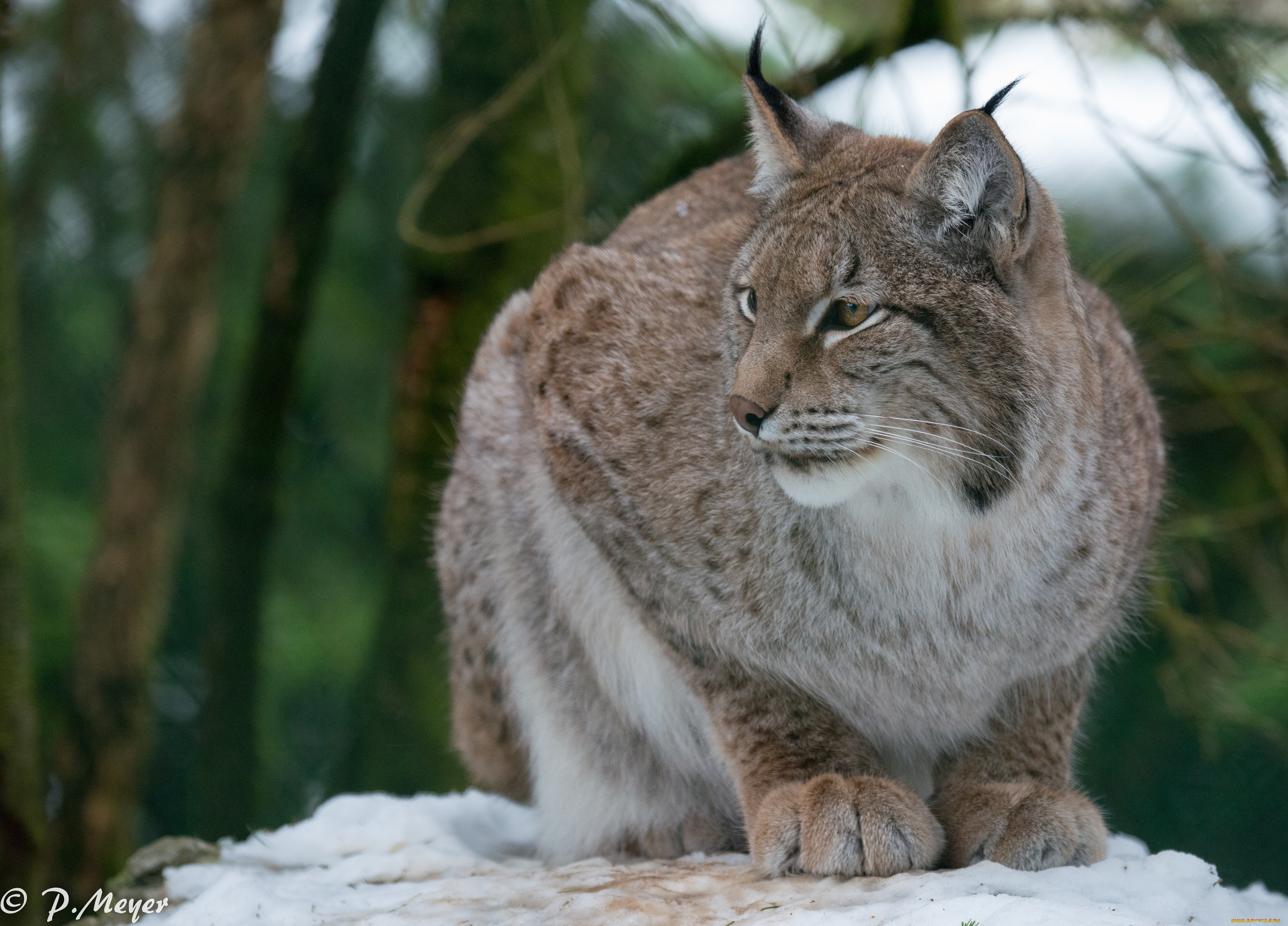 животные, рыси, рысь