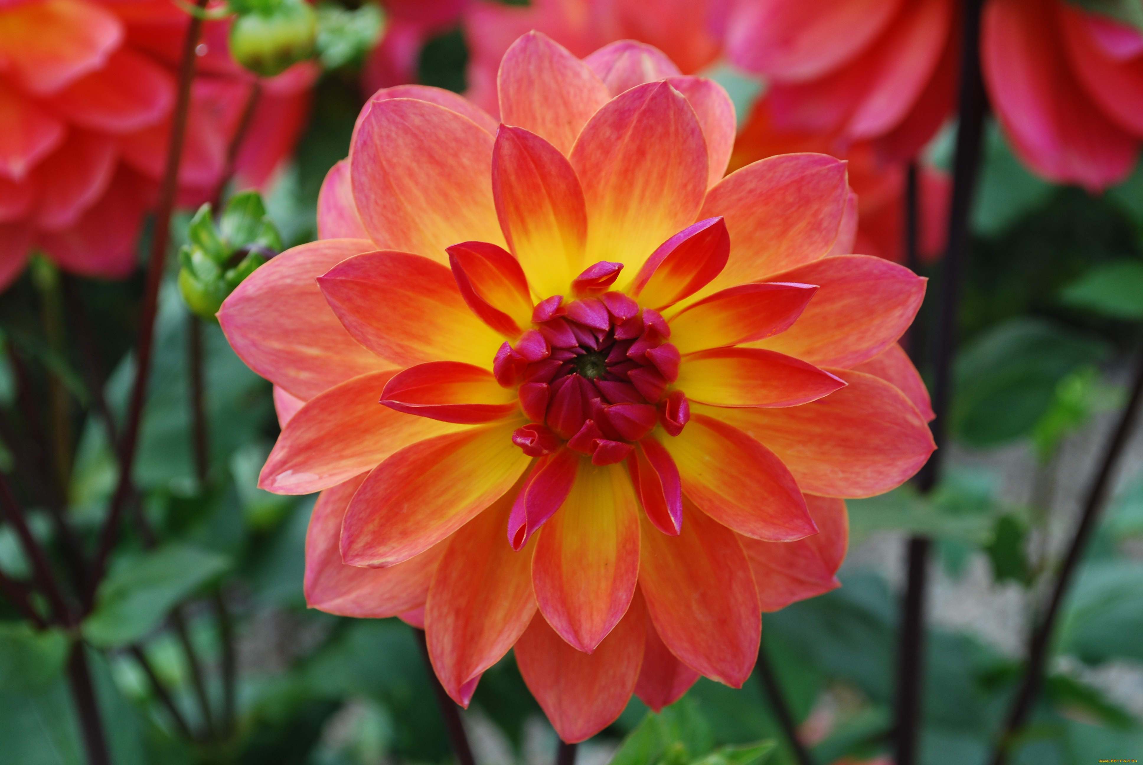 цветы, георгины, лепестки