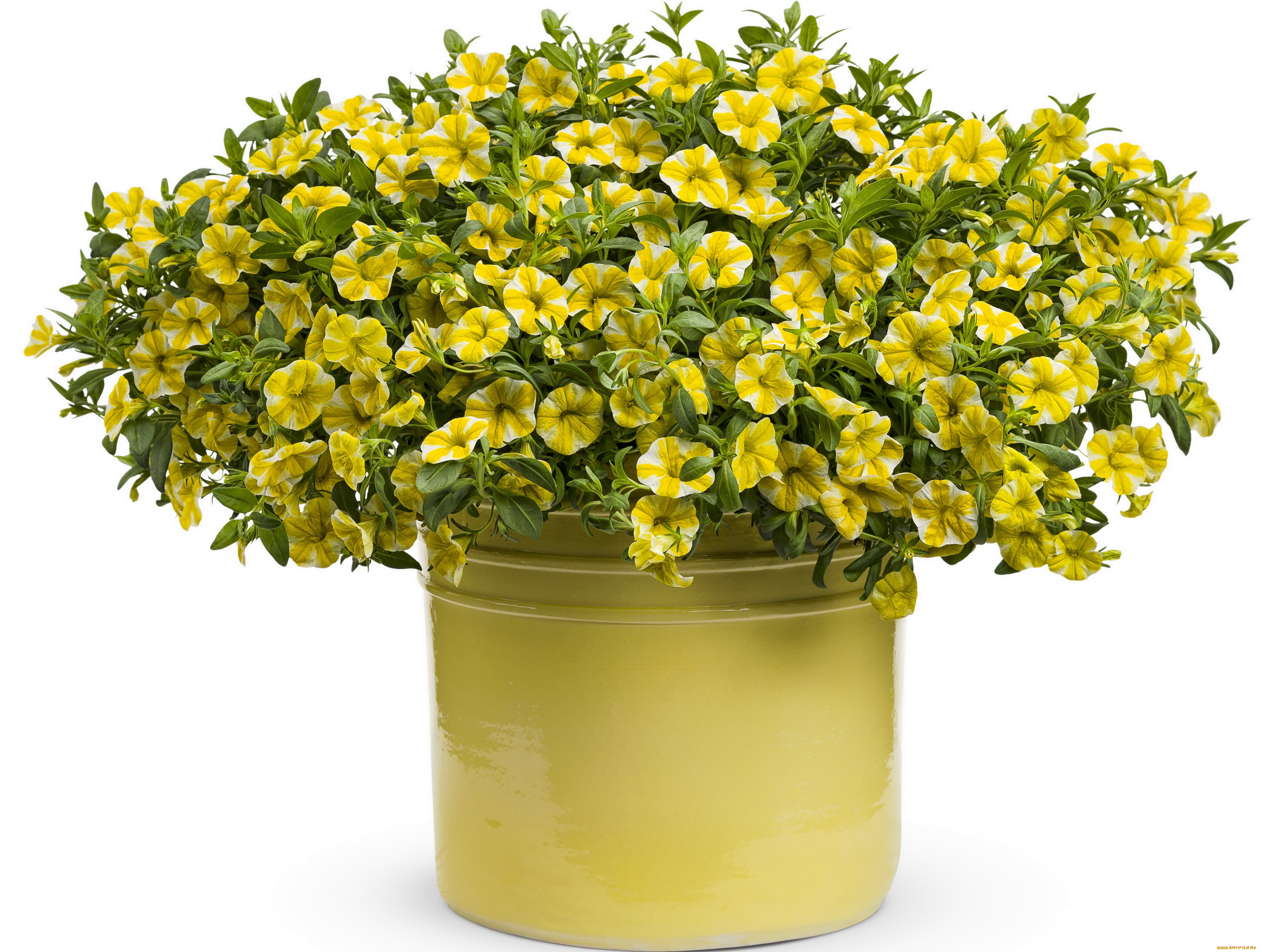 цветы, петунии, , калибрахоа, петунья, calibrachoa, ведро