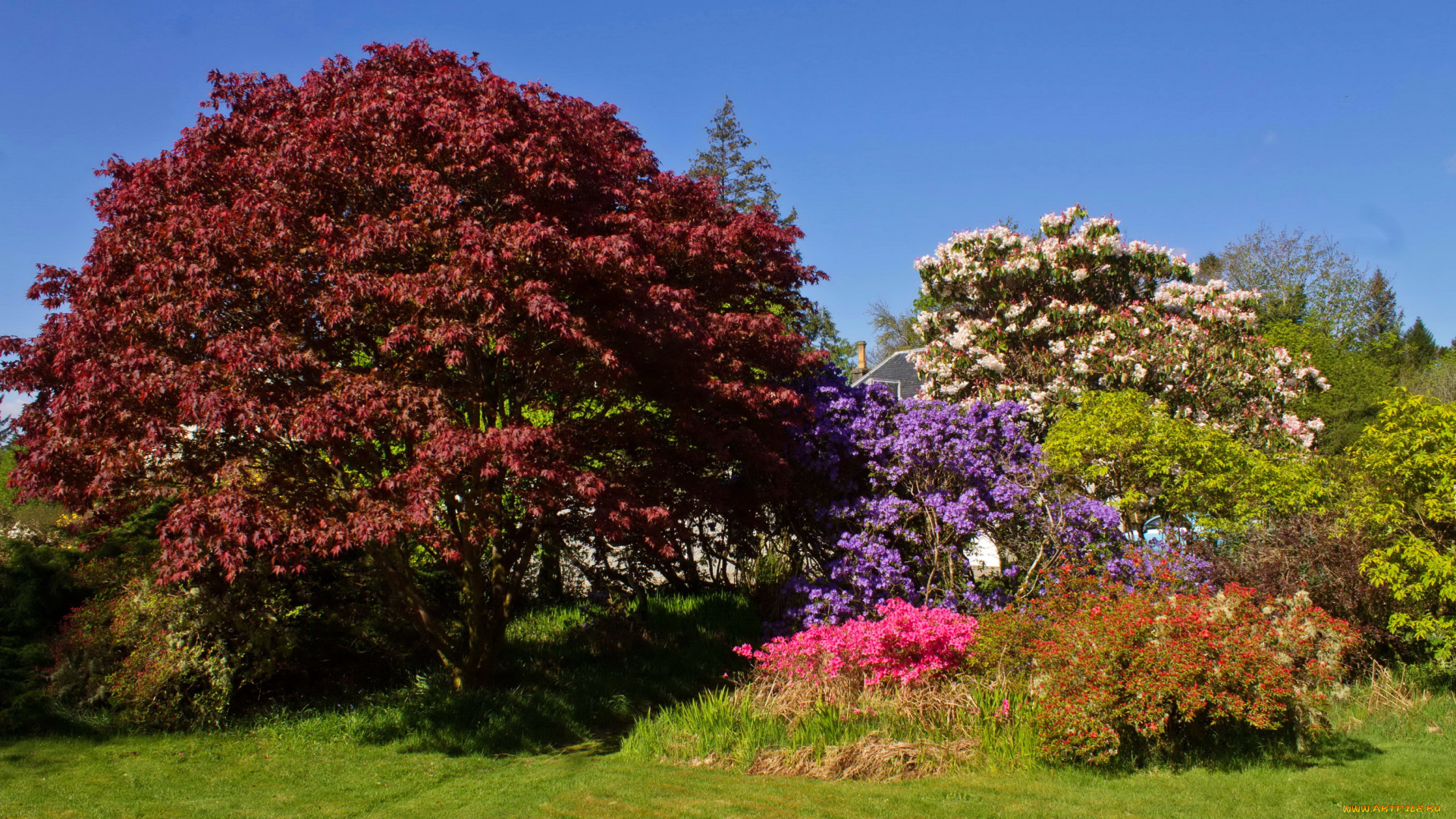 attadale, gardens, strathcarron, scotland, природа, парк, деревья, сад, кусты