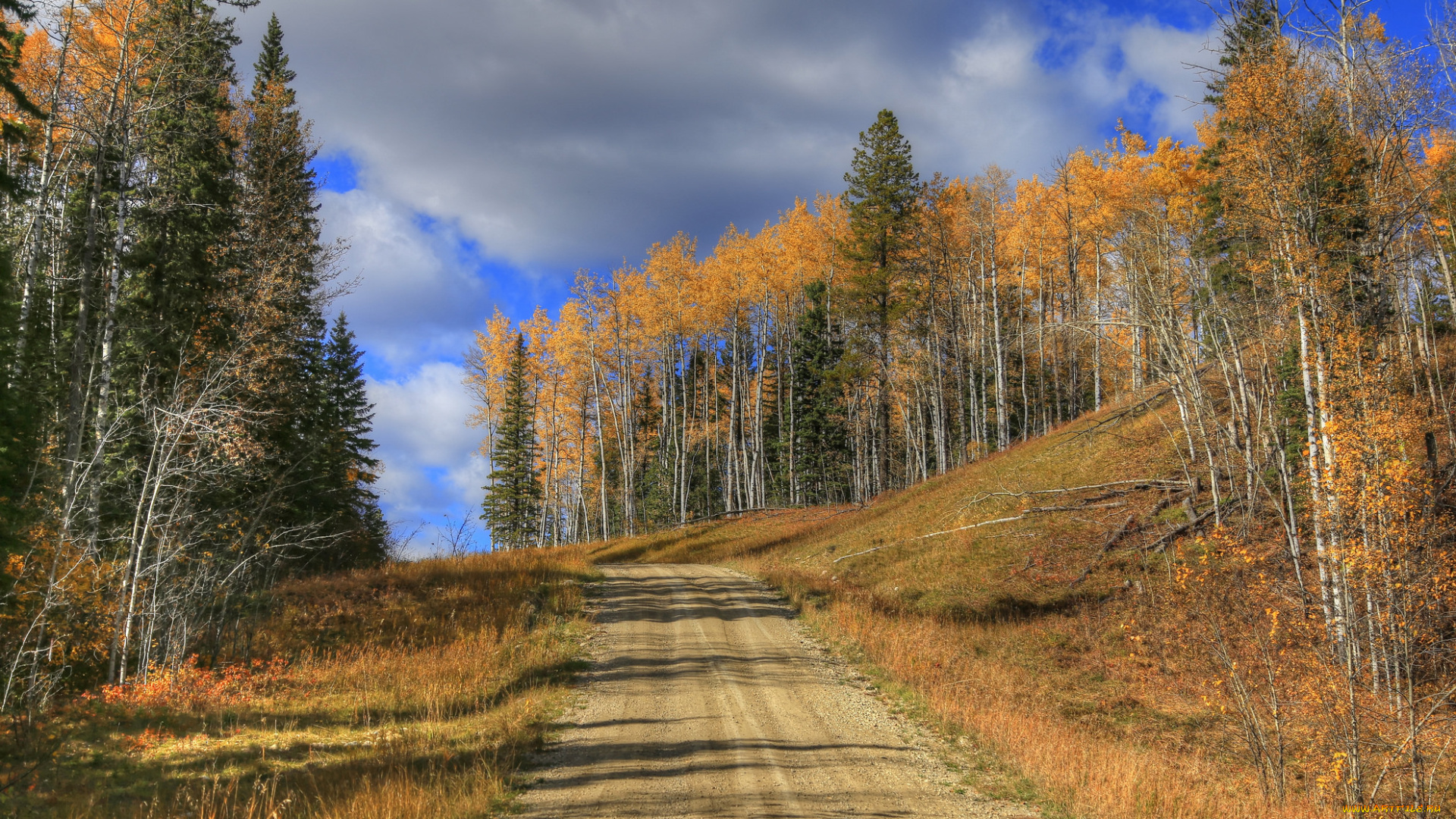 природа, дороги, лес, осень