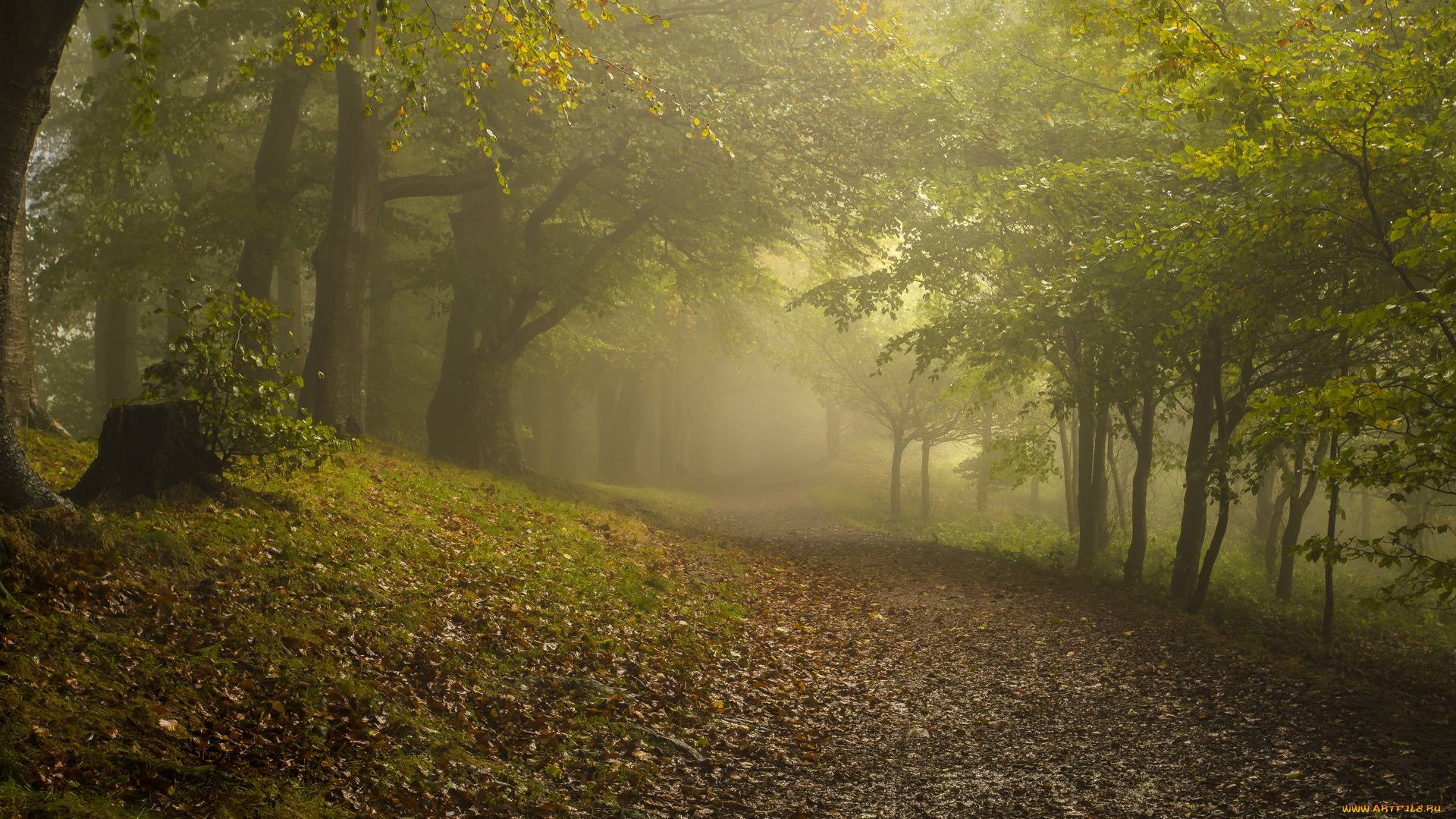 природа, дороги, осень, туман, лес