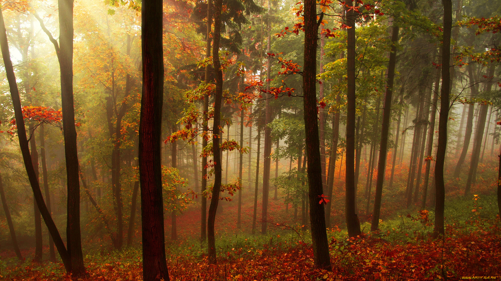 природа, лес, деревья, осень