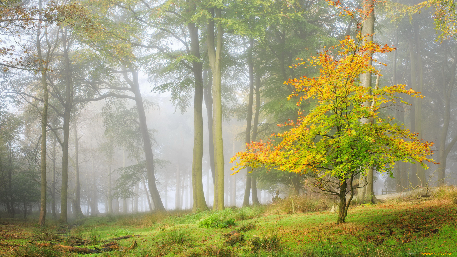 природа, лес, туман, деревья, осень