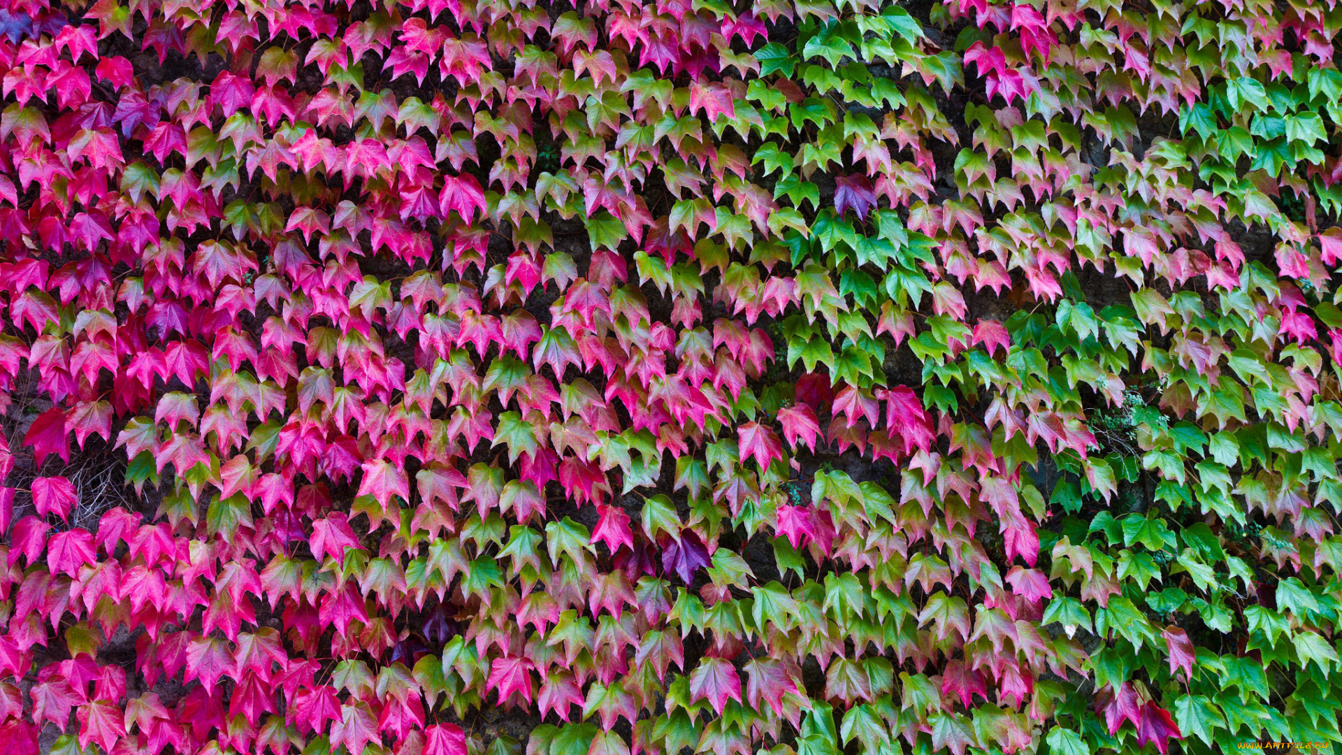 природа, листья, плющ, цвет, осень