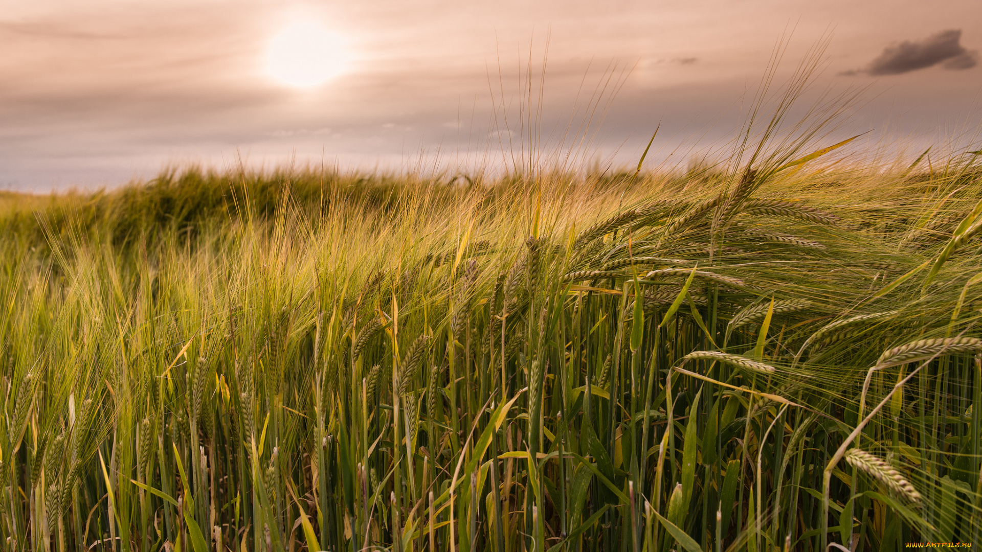 природа, поля, рожь, поле